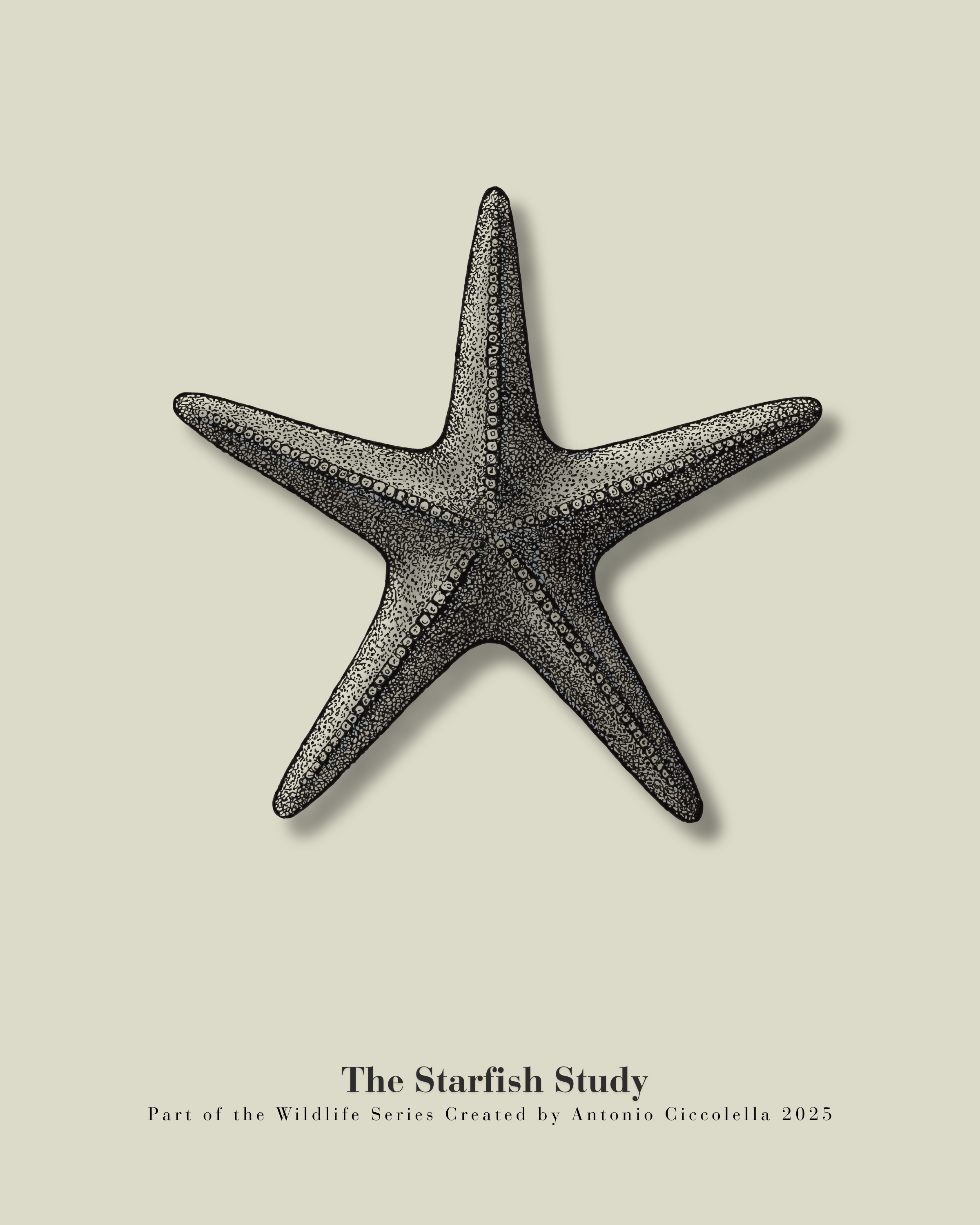 The Starfish Study | Vintage Starfish Fine Art Print