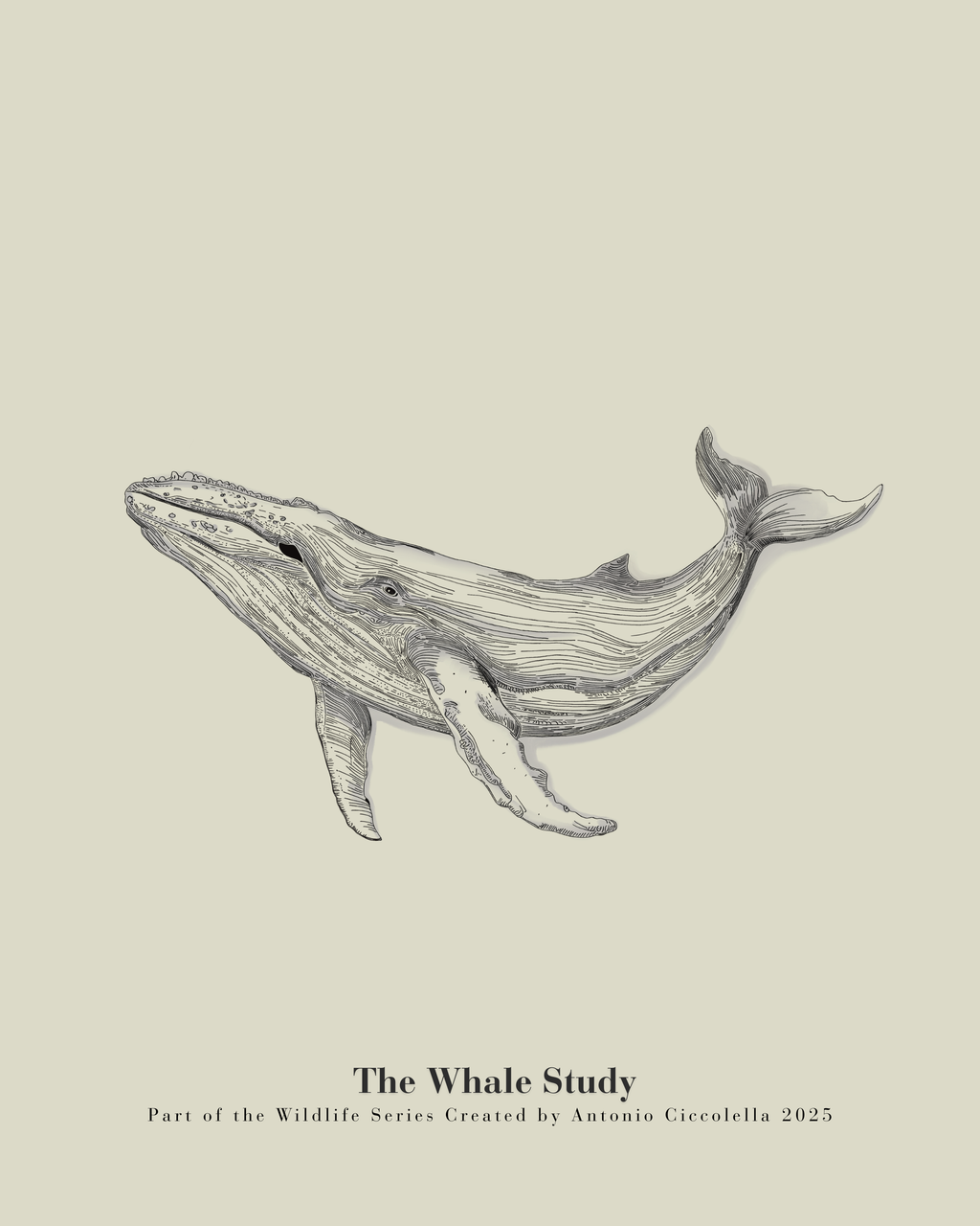 The Whale Study | Framed Whale Wall Art