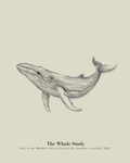 The Whale Study | Framed Whale Wall Art