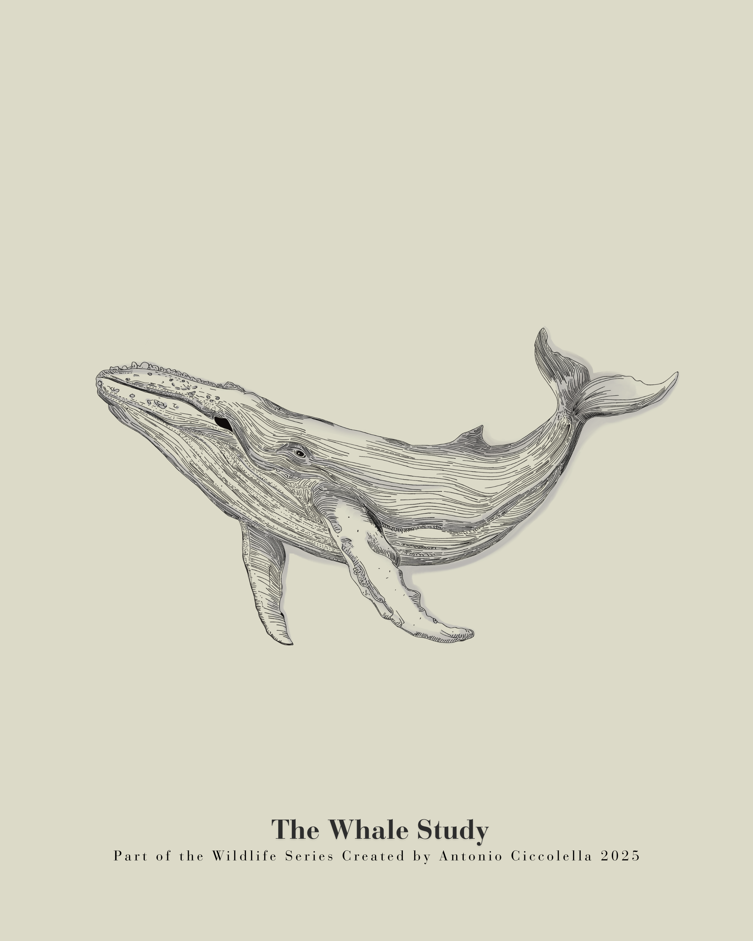 The Whale Study | Framed Whale Wall Art