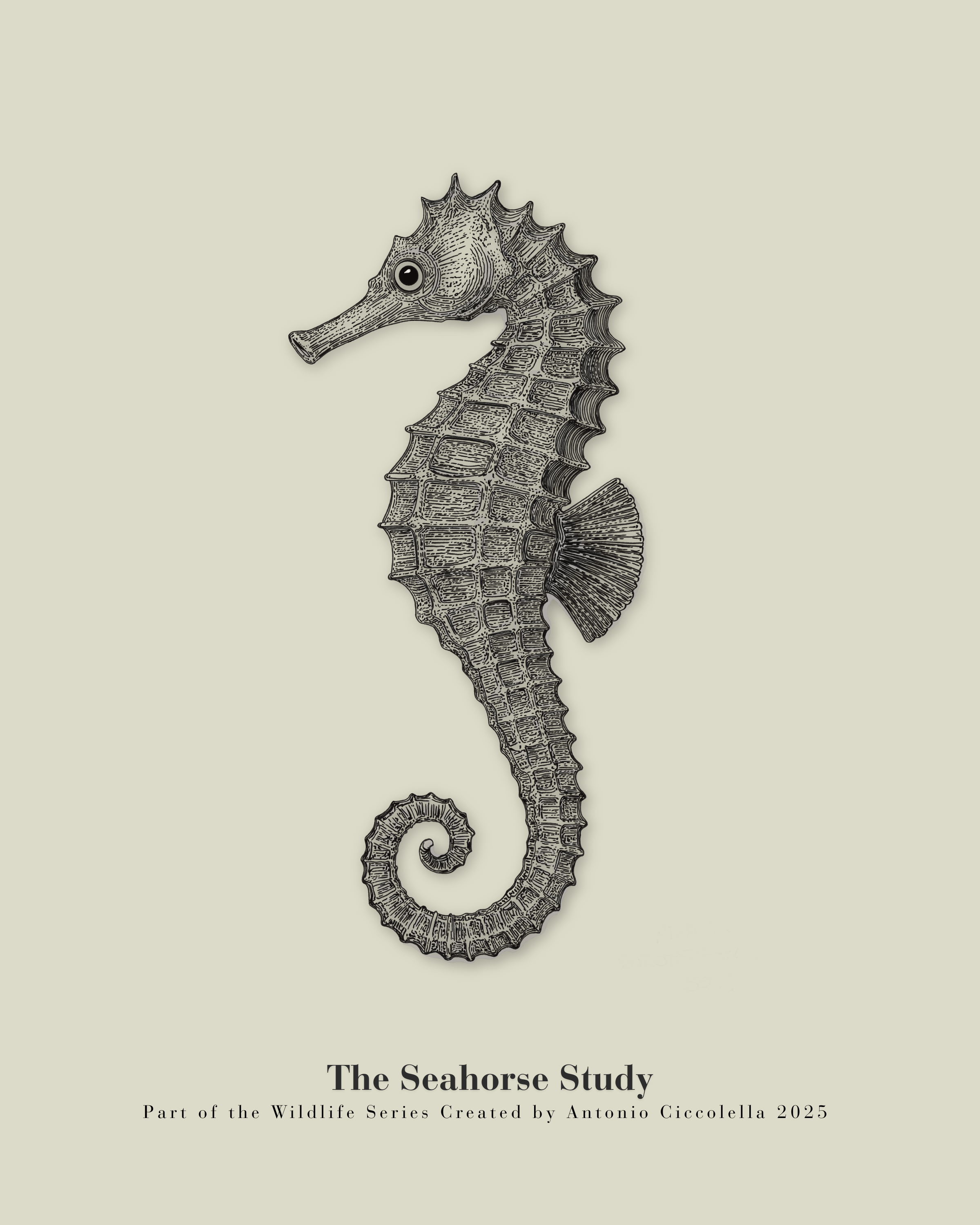 The Seahorse Study | Vintage Seahorse Fine Art Print