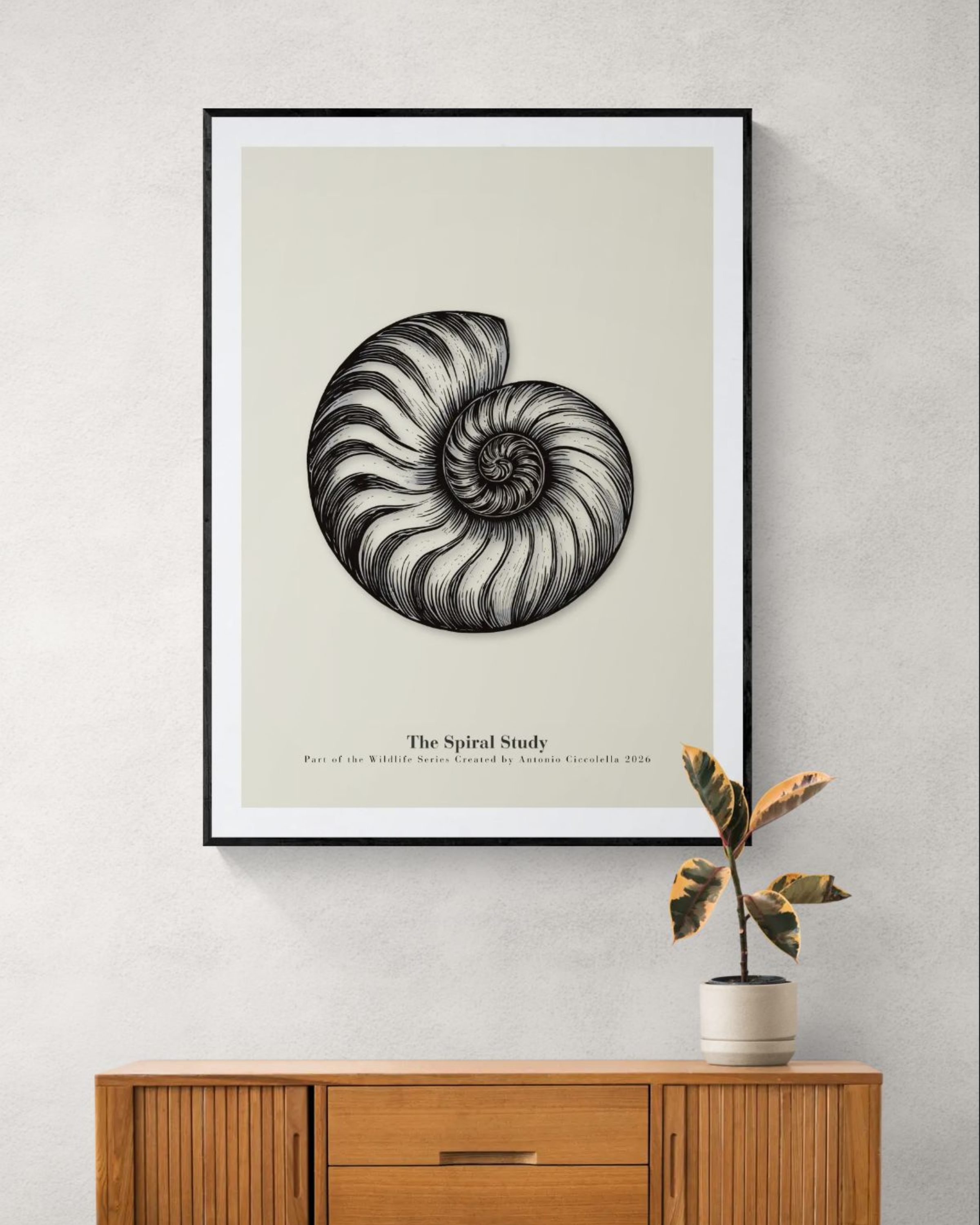 The Spiral Study | Vintage Nautilus Shell Fine Art Print