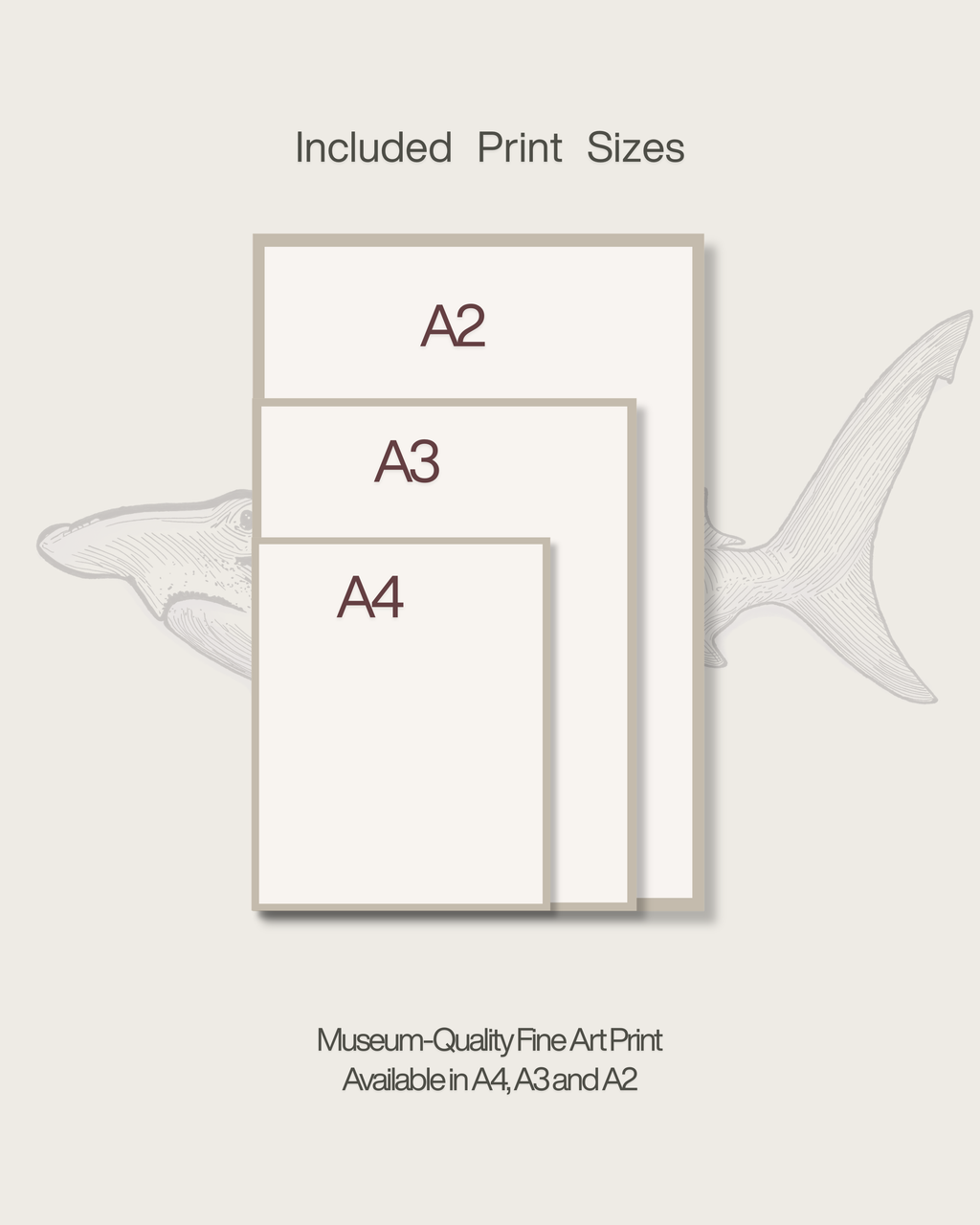 The Sfyrna Study | Vintage Hammerhead Shark Fine Art Print