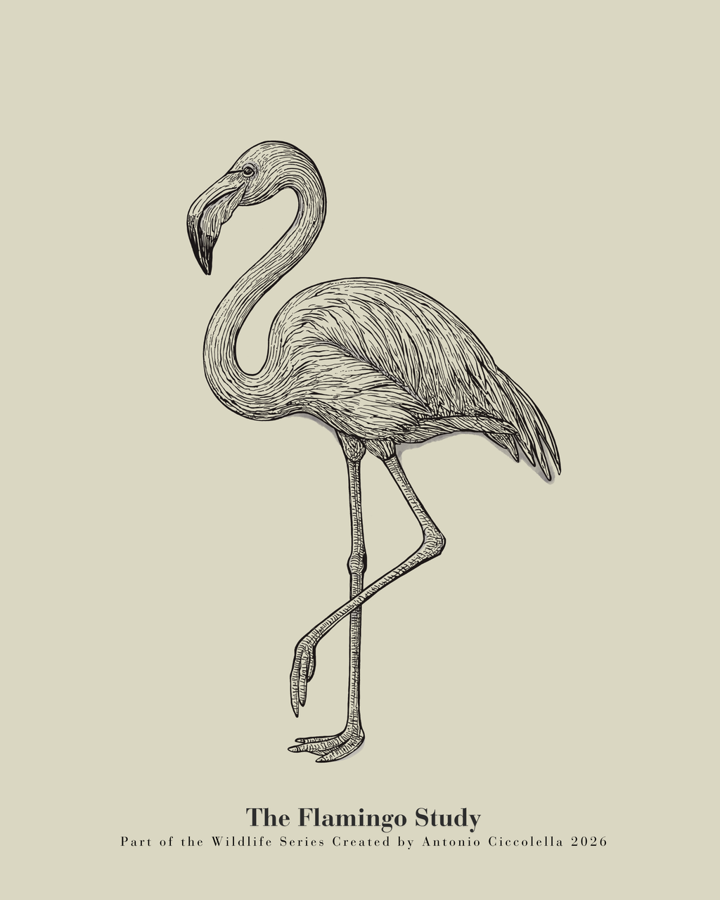 Flamingo Study | Gallery Paper Flamingo Wall Art