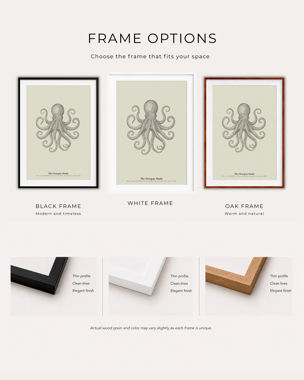 The Octopus Study | Vintage Octopus Fine Art Print