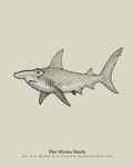 The Sfyrna Study | Gallery Paper Hammerhead Shark Wall Art