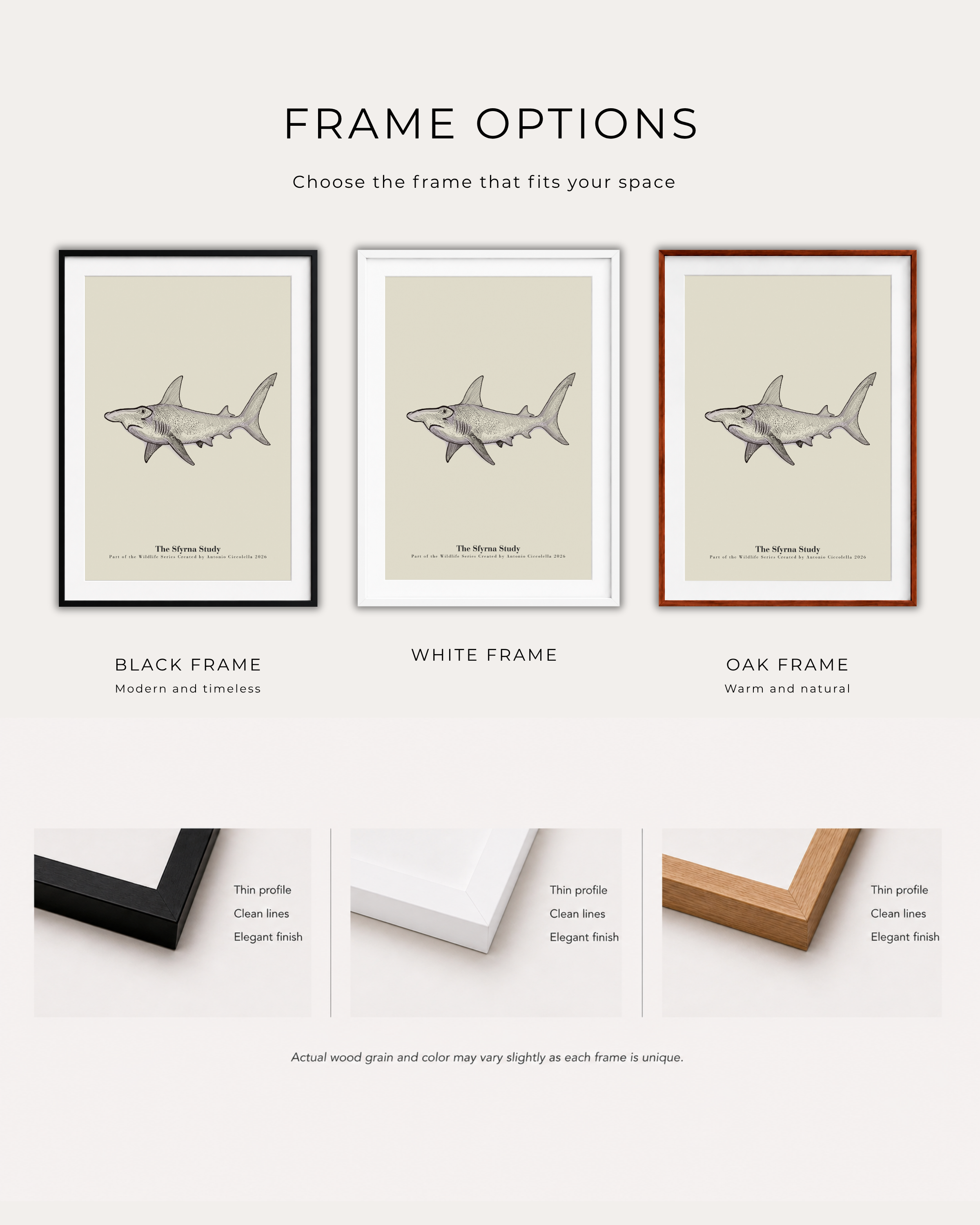 The Sfyrna Study | Vintage Hammerhead Shark Fine Art Print