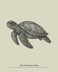The Chelonia Study | Gallery Paper Sea Turtle Wall Art