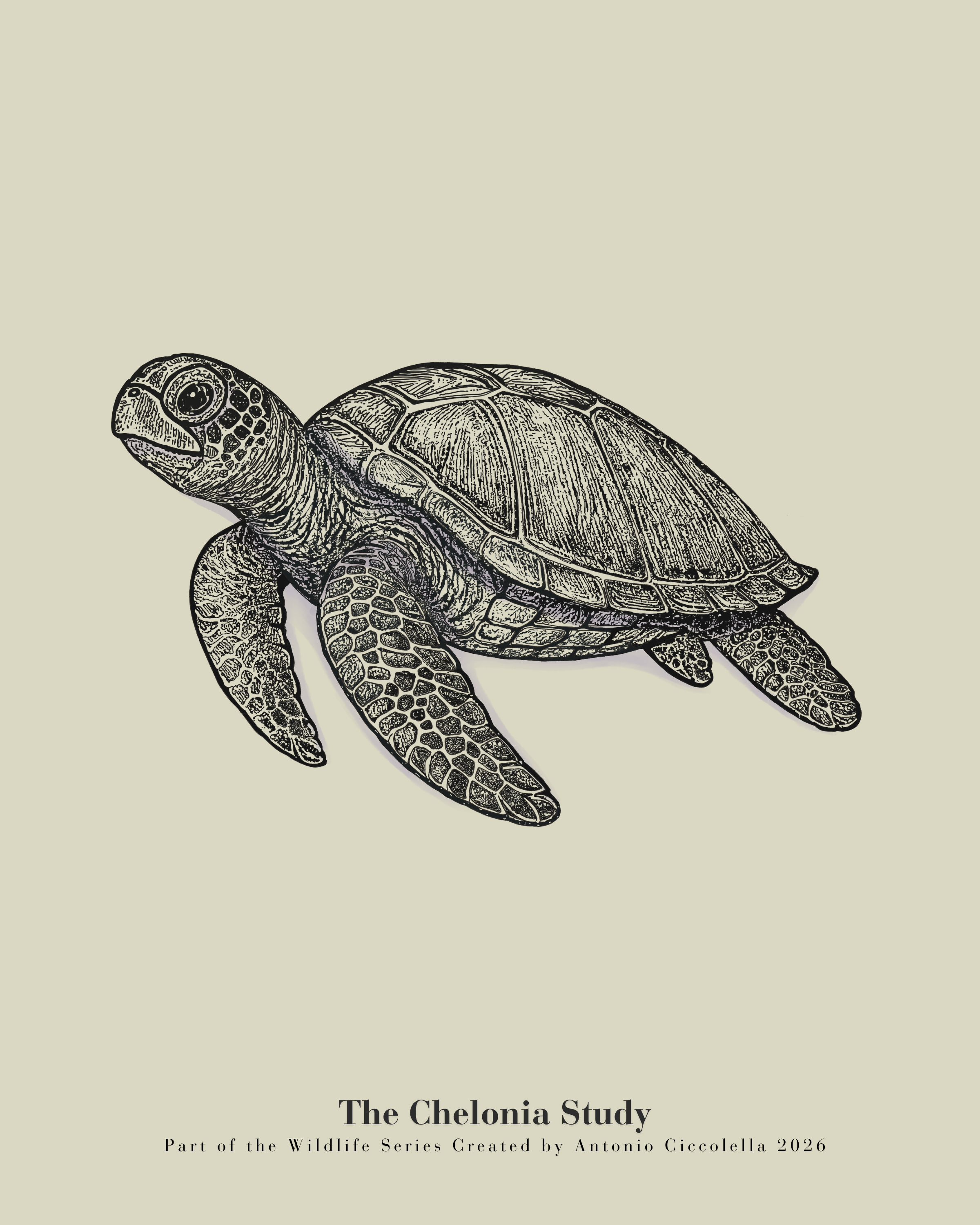 The Chelonia Study | Gallery Paper Sea Turtle Wall Art