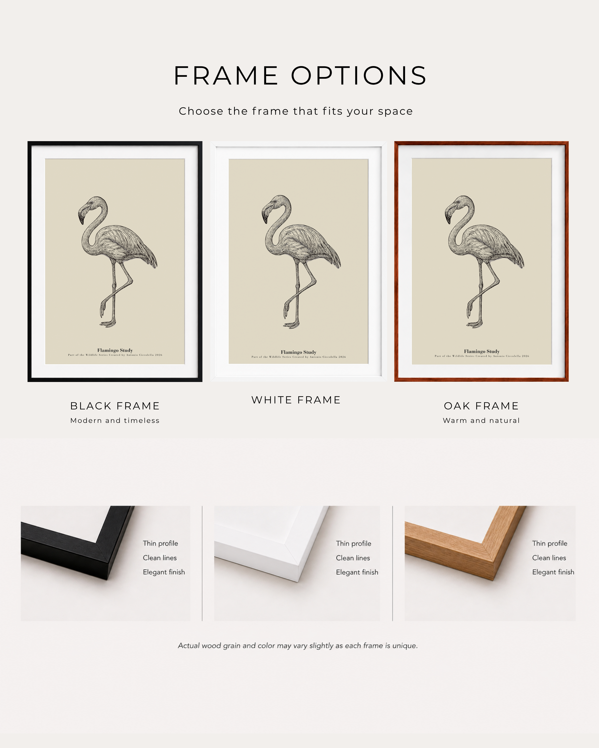 Flamingo Study | Vintage Flamingo Fine Art Print