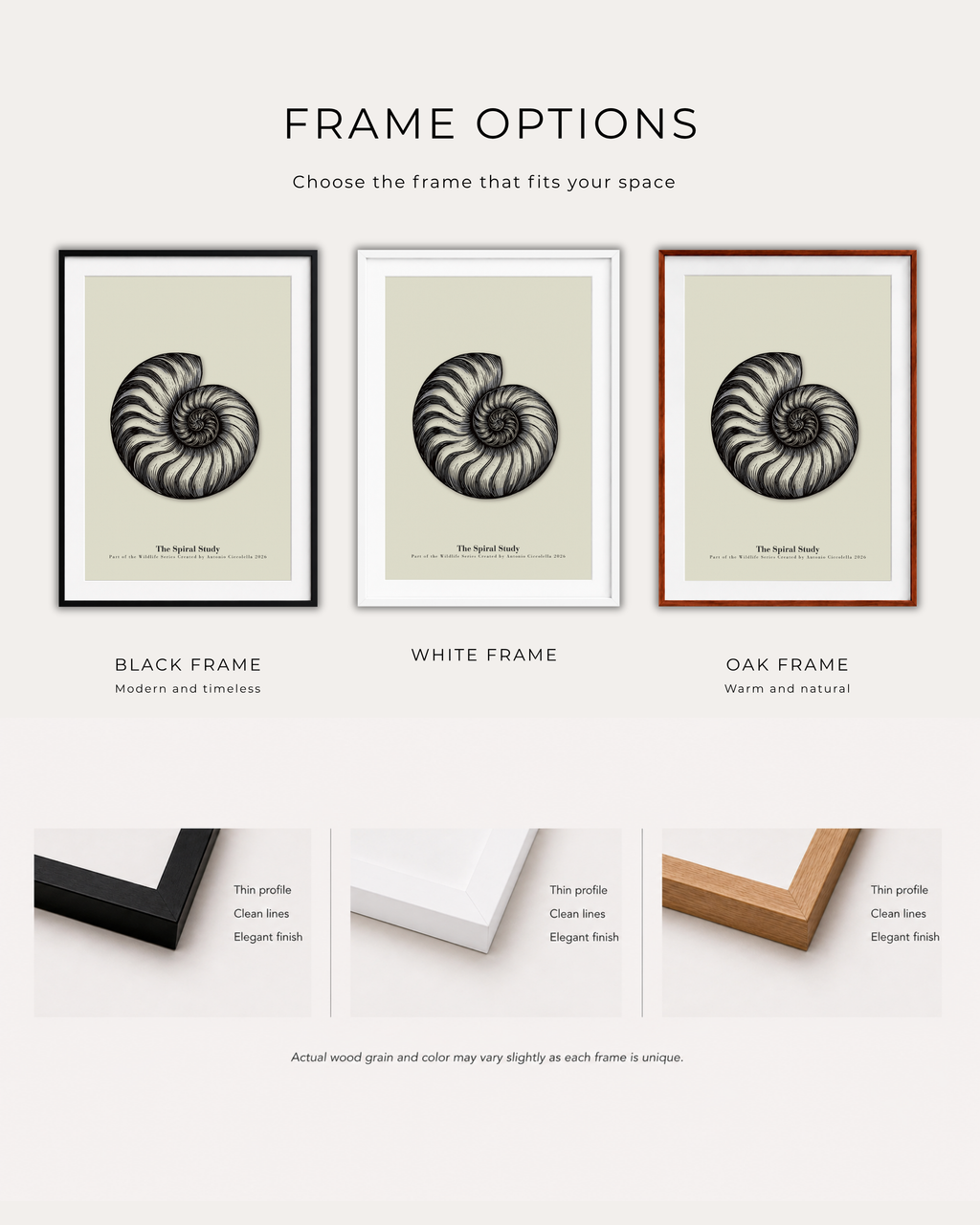The Spiral Study | Vintage Nautilus Shell Fine Art Print
