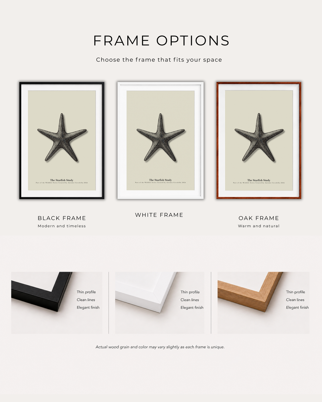 The Starfish Study | Vintage Starfish Fine Art Print
