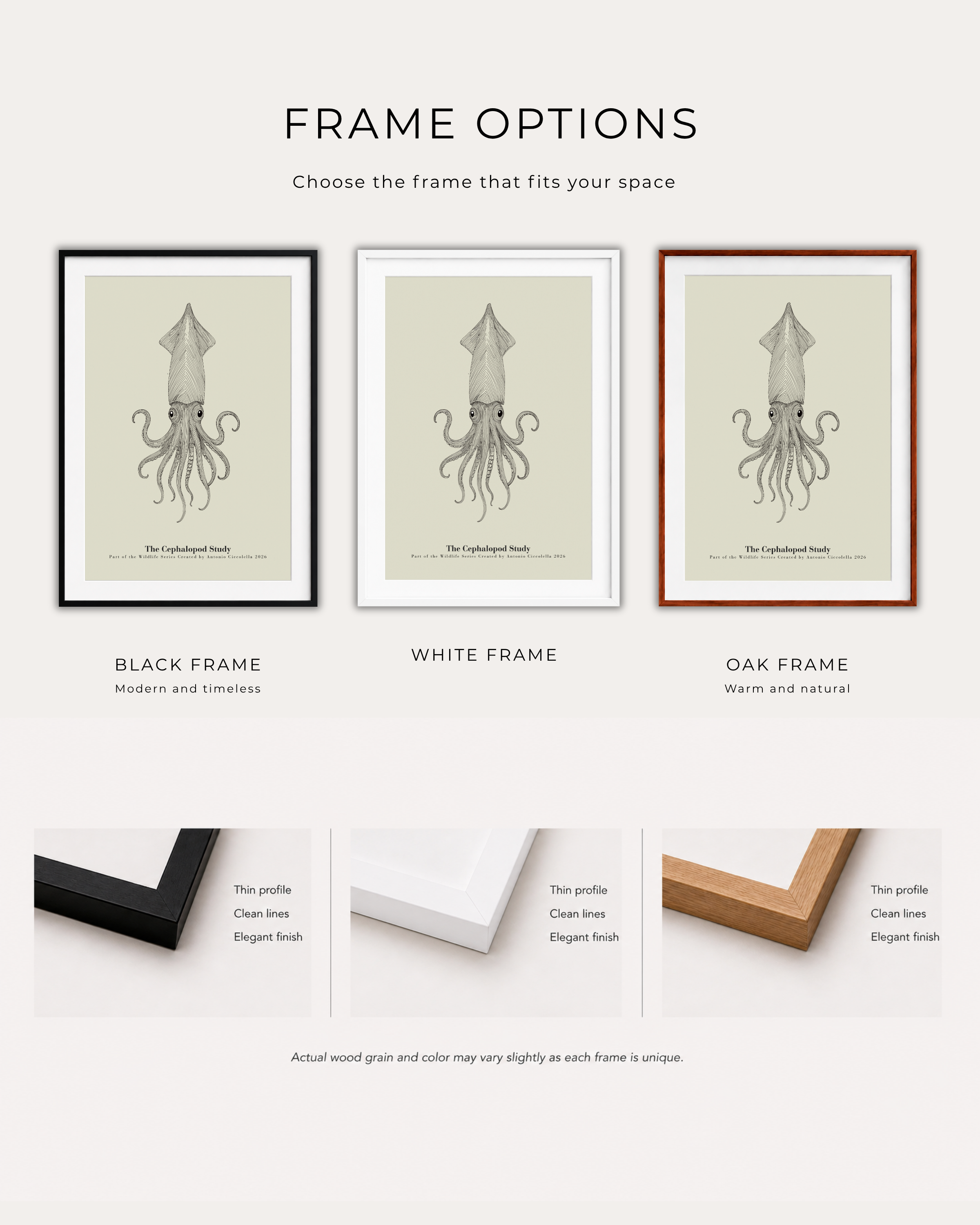 The Cephalopod Study | Vintage Squid Fine Art Print