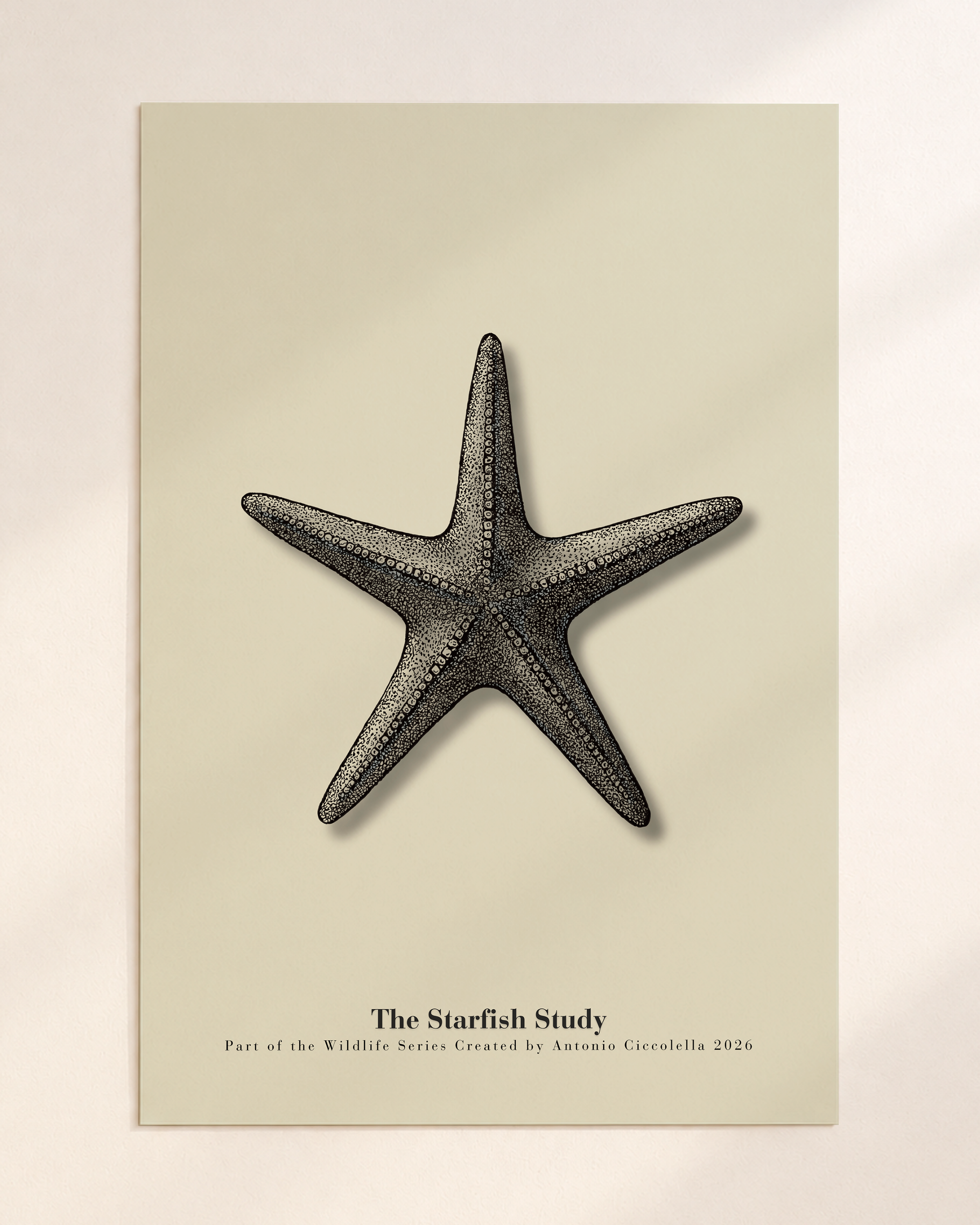 The Starfish Study | Gallery Paper Starfish Wall Art