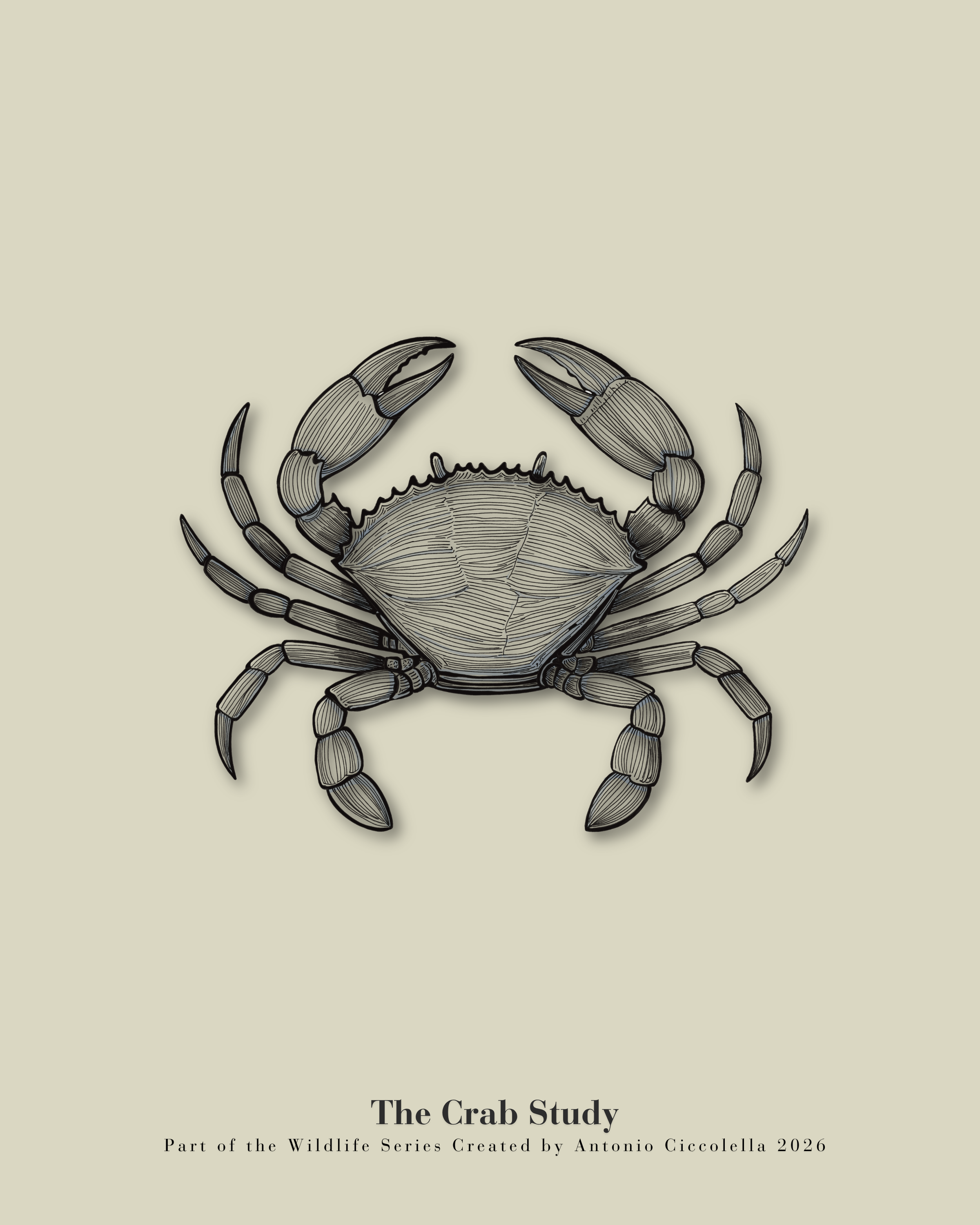 The Crab Study | Gallery Paper Crab Wall Art