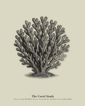The Coral Study | Gallery Paper Coral Wall Art