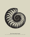 The Spiral Study | Gallery Paper Nautilus Shell Wall Art