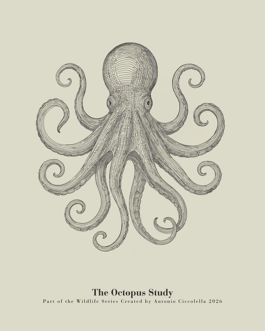 The Octopus Study | Vintage Octopus Fine Art Print