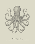 The Octopus Study | Vintage Octopus Fine Art Print