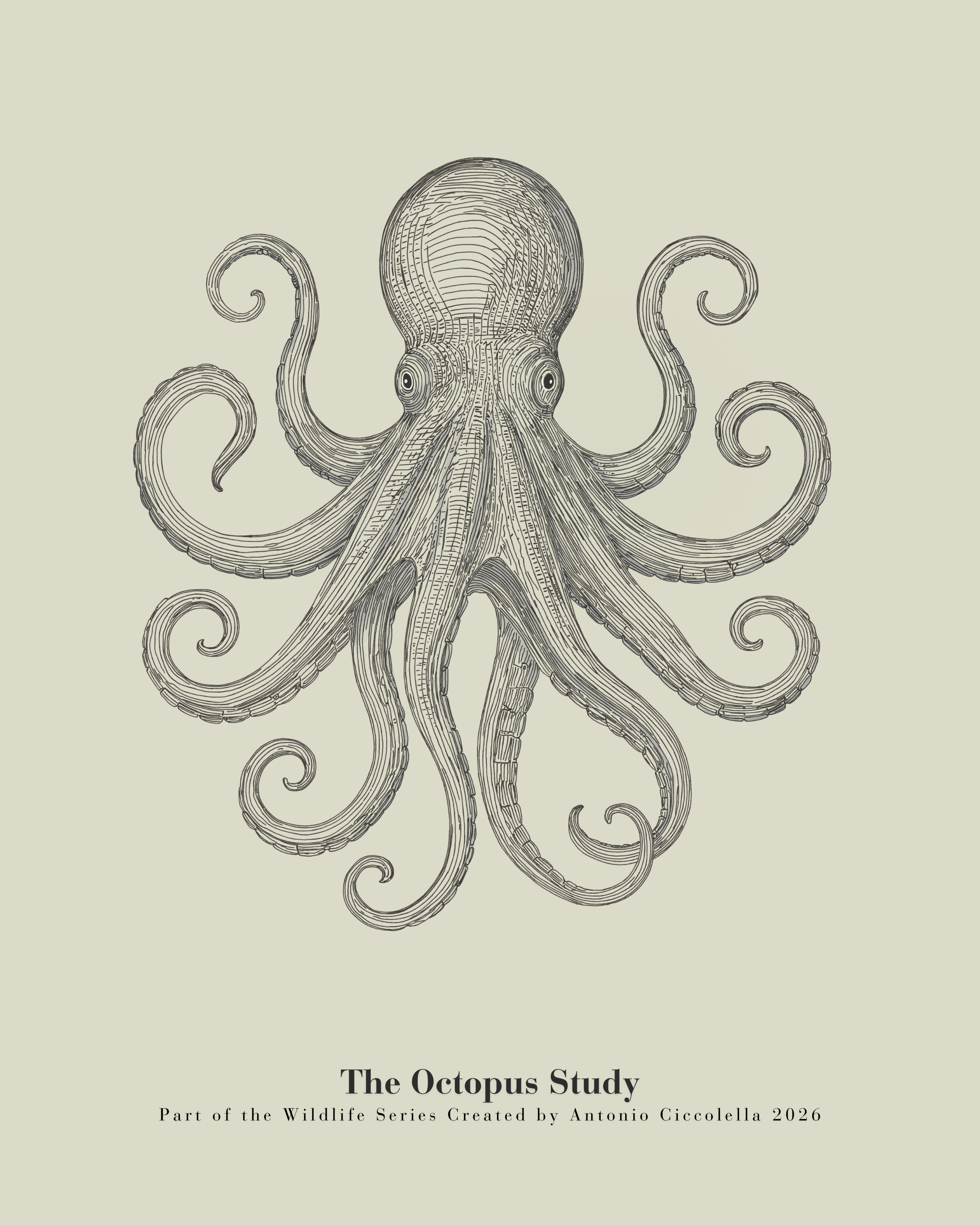 The Octopus Study | Vintage Octopus Fine Art Print