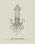 The Cephalopod Study | Vintage Squid Fine Art Print