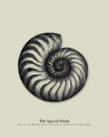 The Spiral Study | Vintage Nautilus Shell Fine Art Print