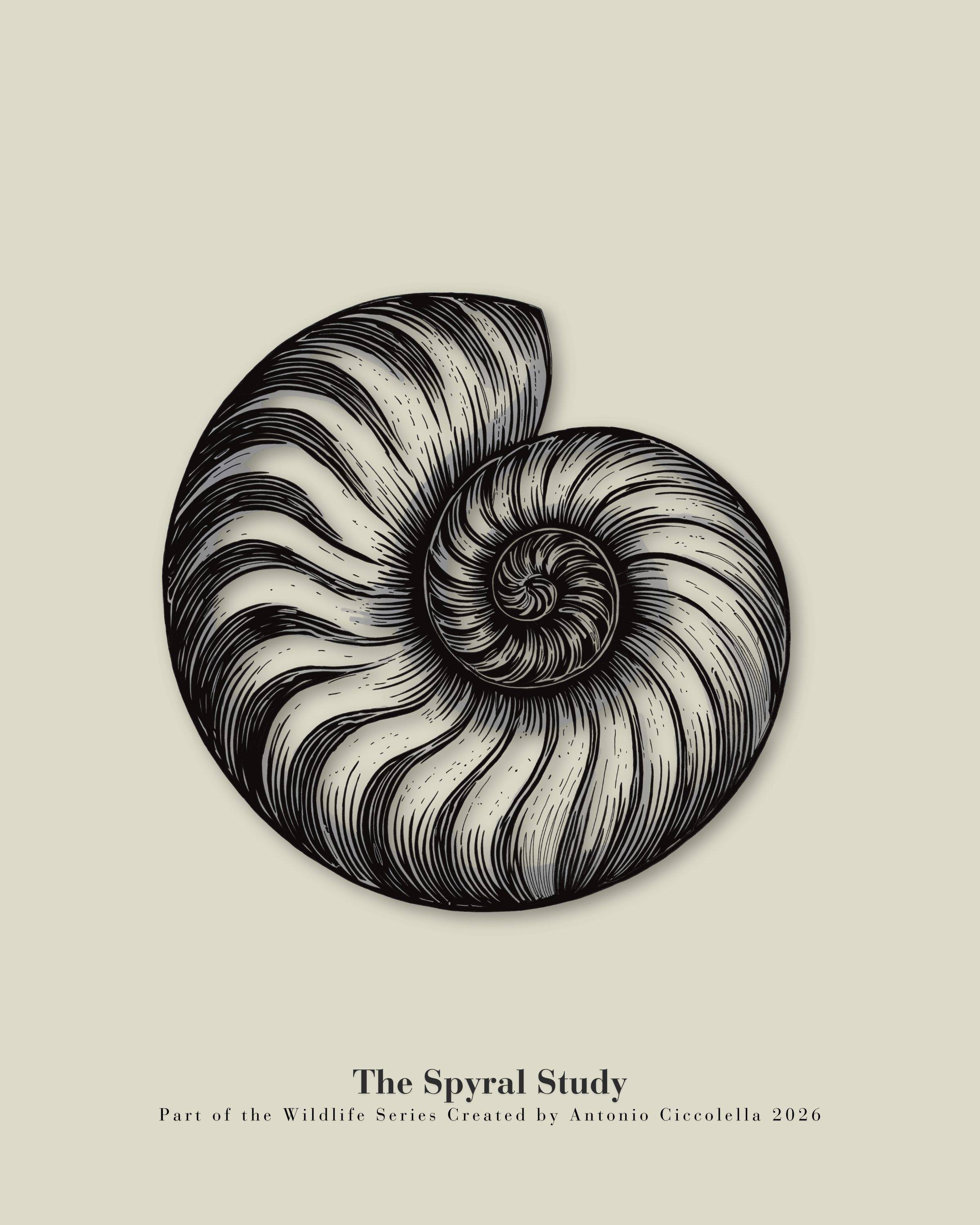 The Spiral Study | Vintage Nautilus Shell Fine Art Print