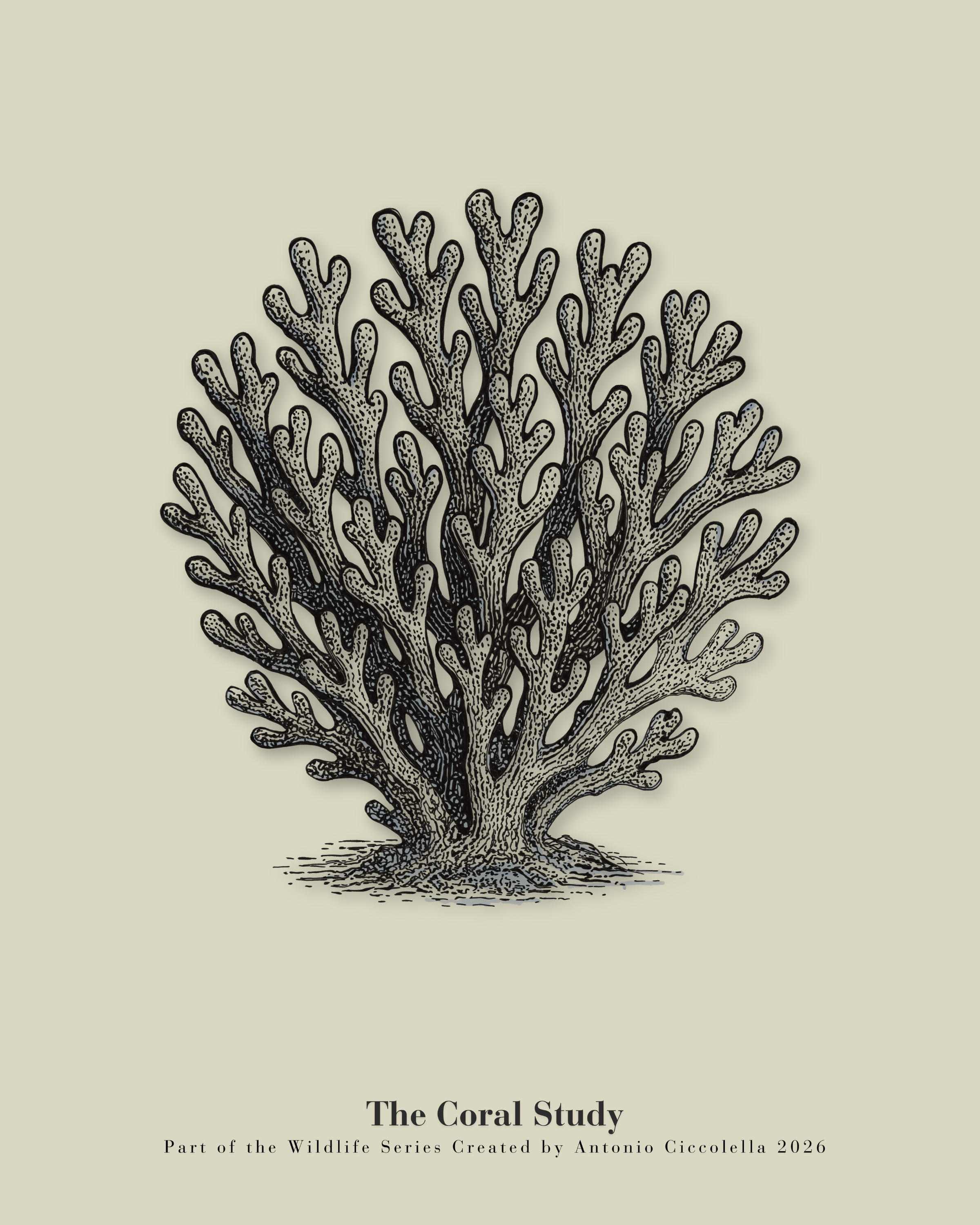 The Coral Study | Vintage Coral Fine Art Print