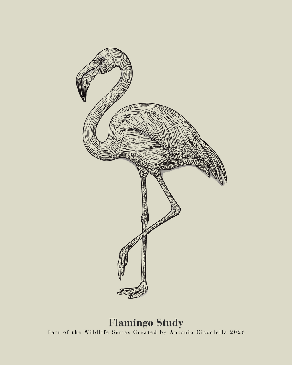 Flamingo Study | Vintage Flamingo Fine Art Print
