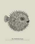 The Pufferfish Study | Vintage Pufferfish Fine Art Print