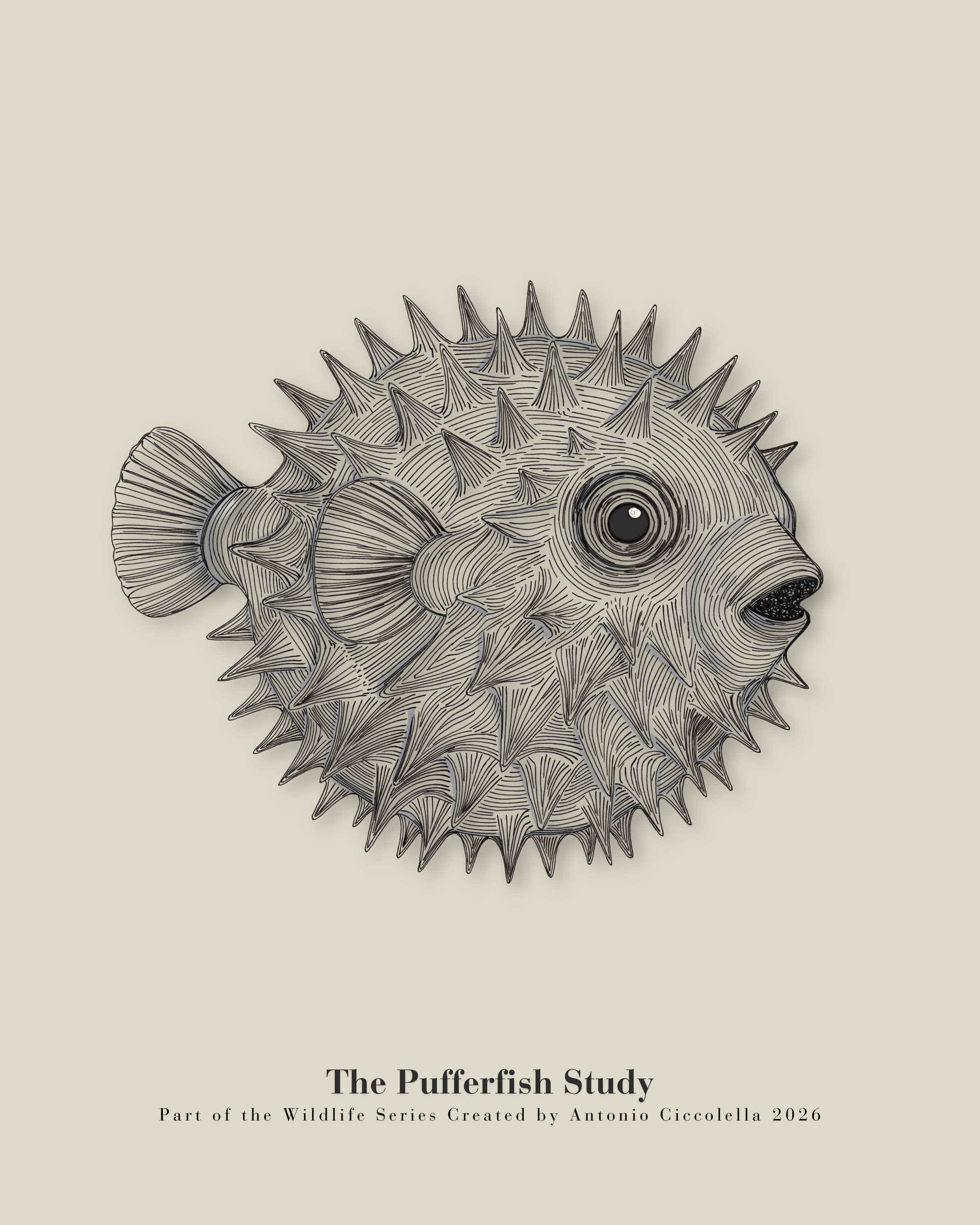 The Pufferfish Study | Vintage Pufferfish Fine Art Print