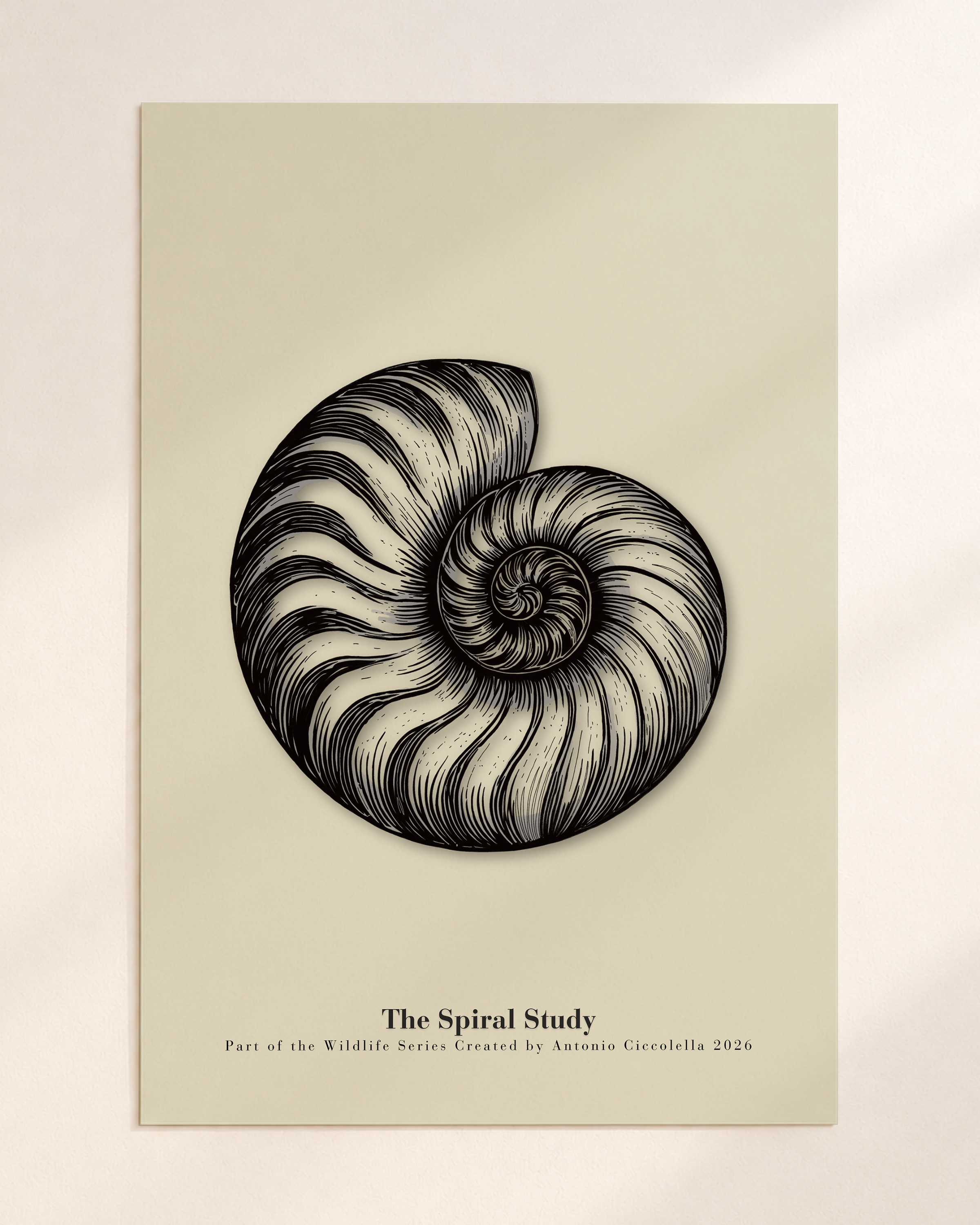 The Spiral Study | Gallery Paper Nautilus Shell Wall Art