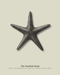 The Starfish Study | Gallery Paper Starfish Wall Art