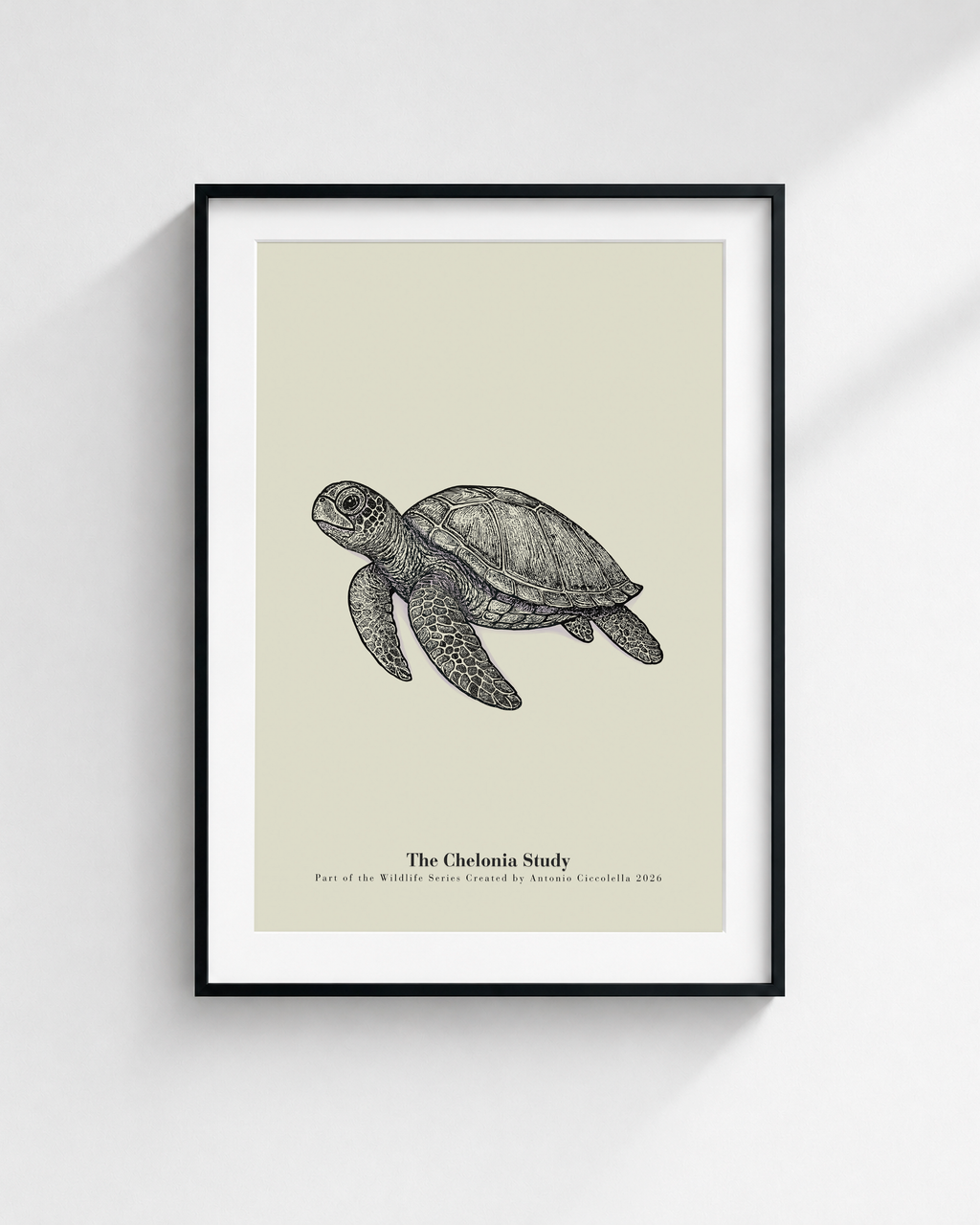 The Chelonia Study | Vintage Sea Turtle Fine Art Print