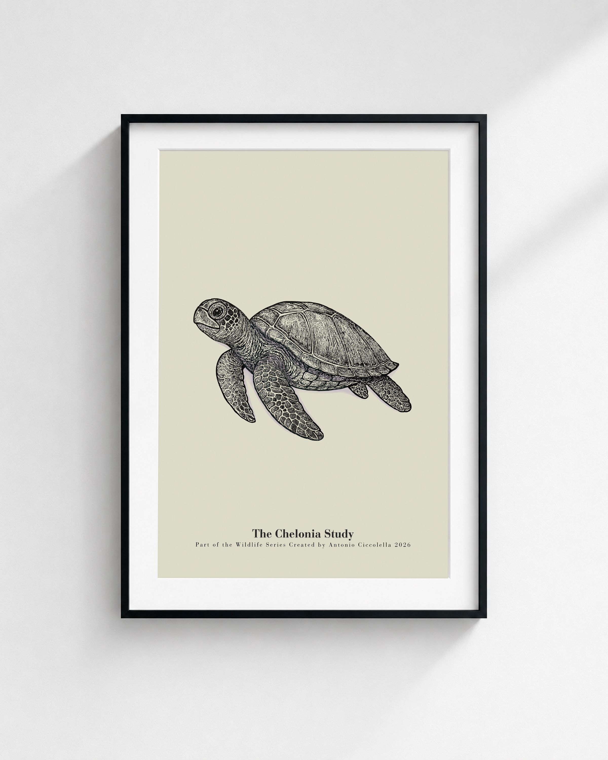 The Chelonia Study | Vintage Sea Turtle Fine Art Print