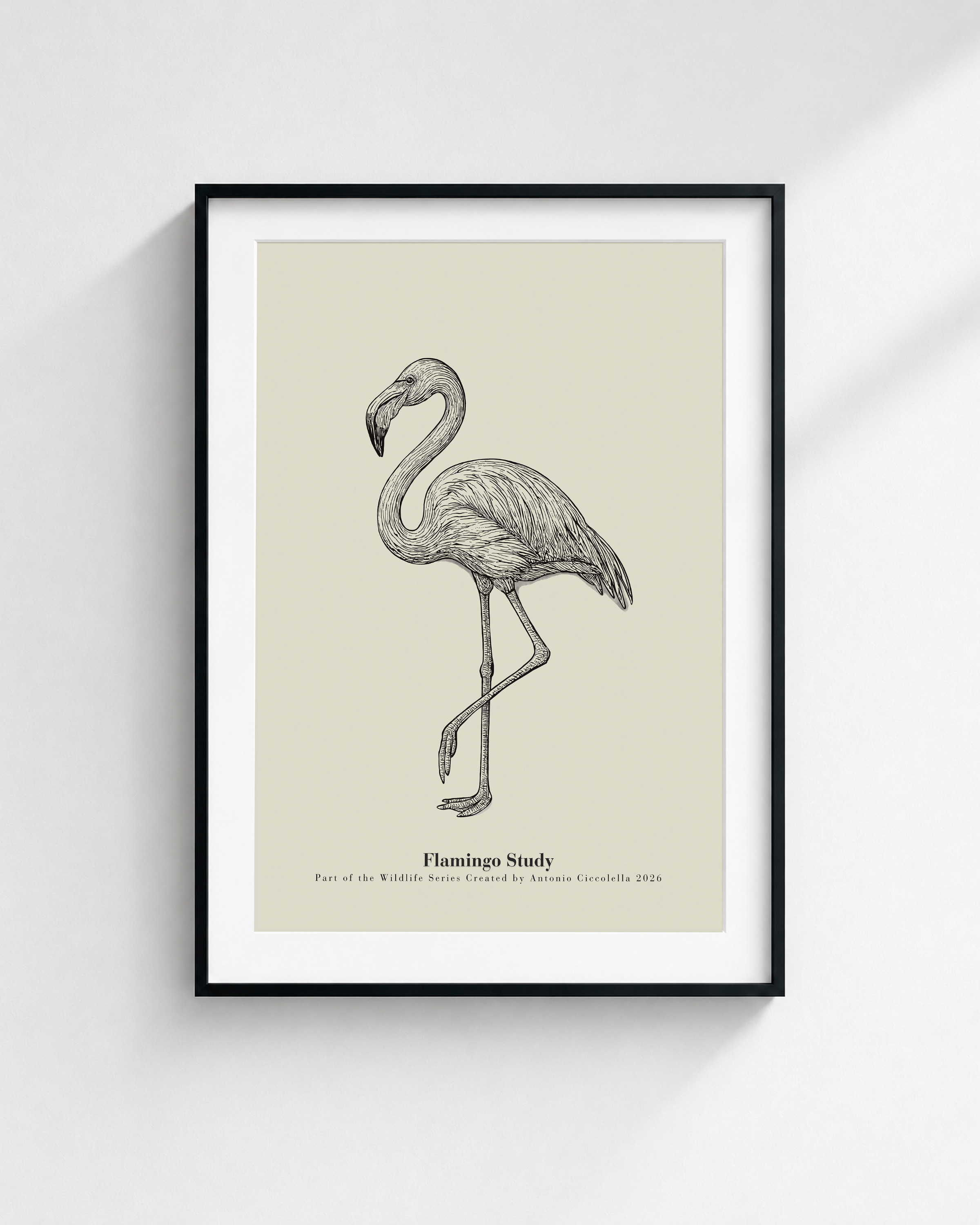 Flamingo Study | Vintage Flamingo Fine Art Print