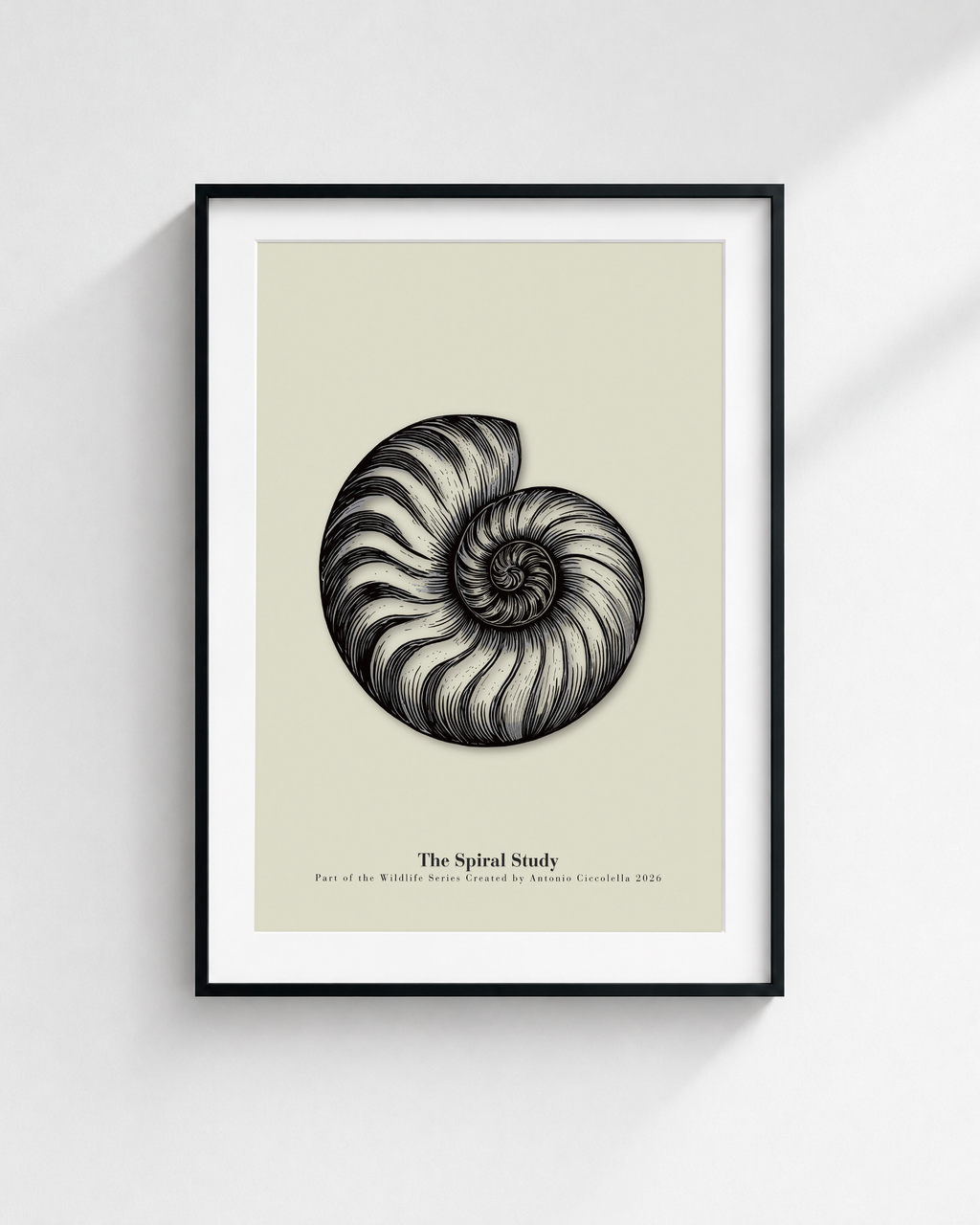 The Spiral Study | Vintage Nautilus Shell Fine Art Print