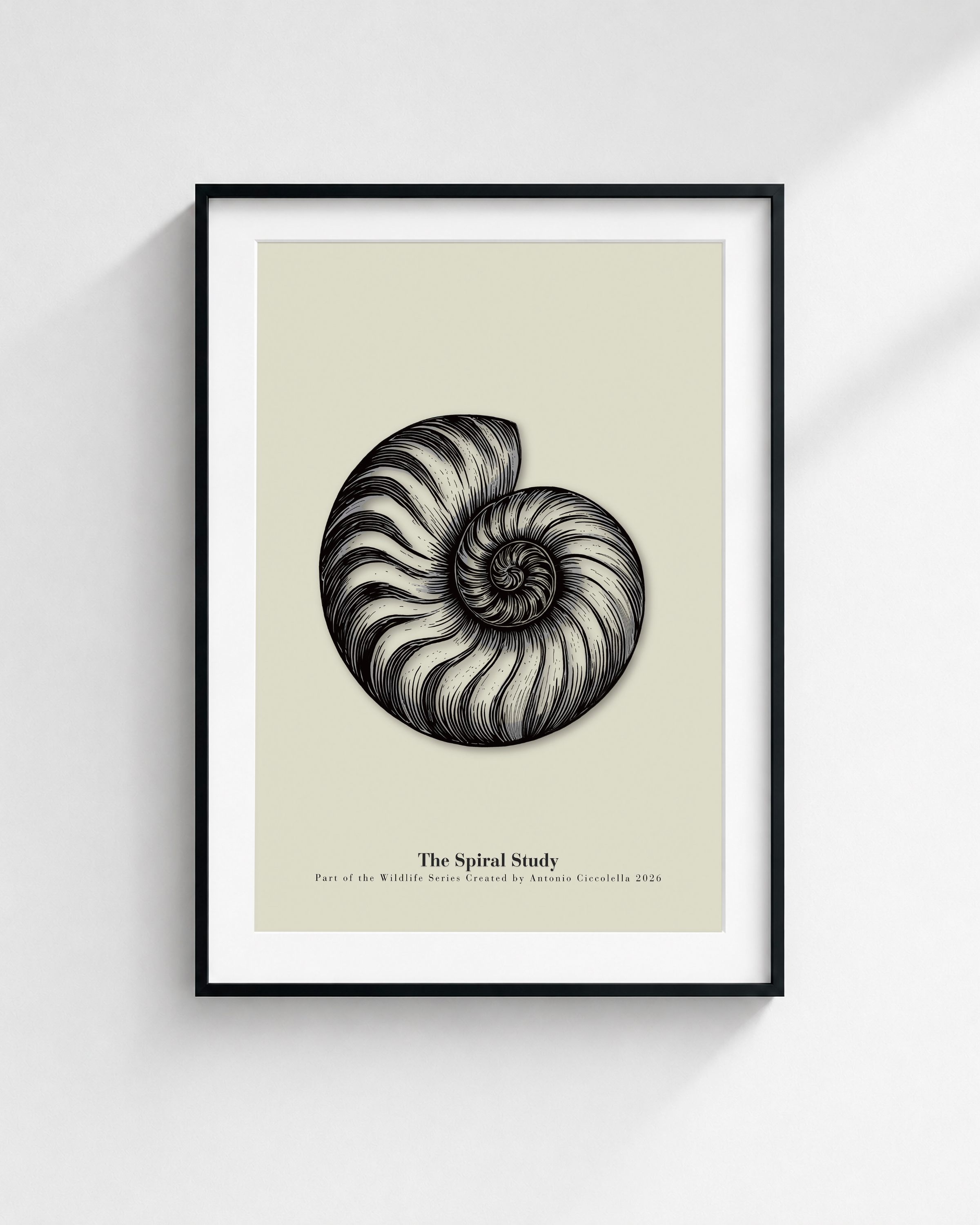 The Spiral Study | Vintage Nautilus Shell Fine Art Print