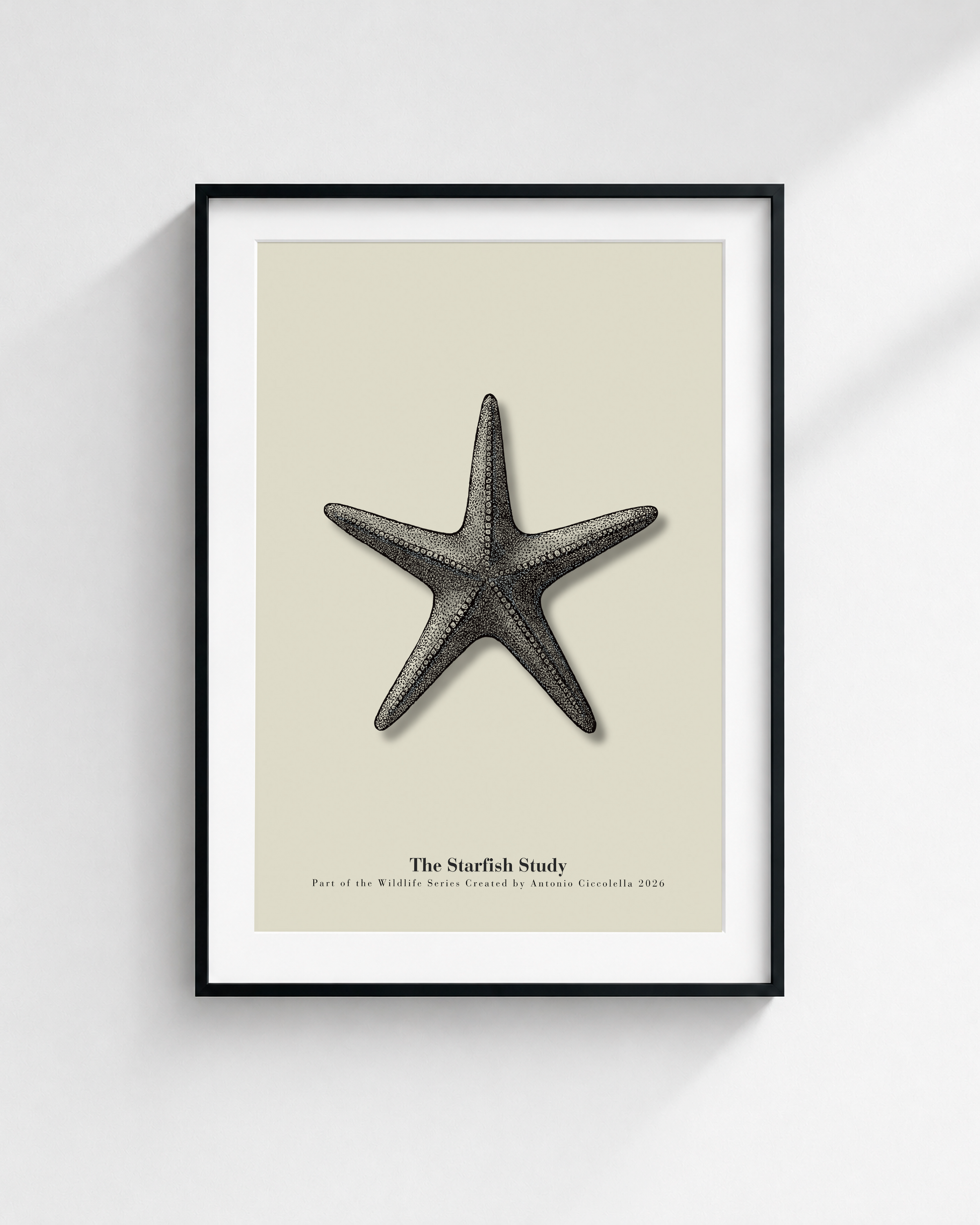 The Starfish Study | Vintage Starfish Fine Art Print