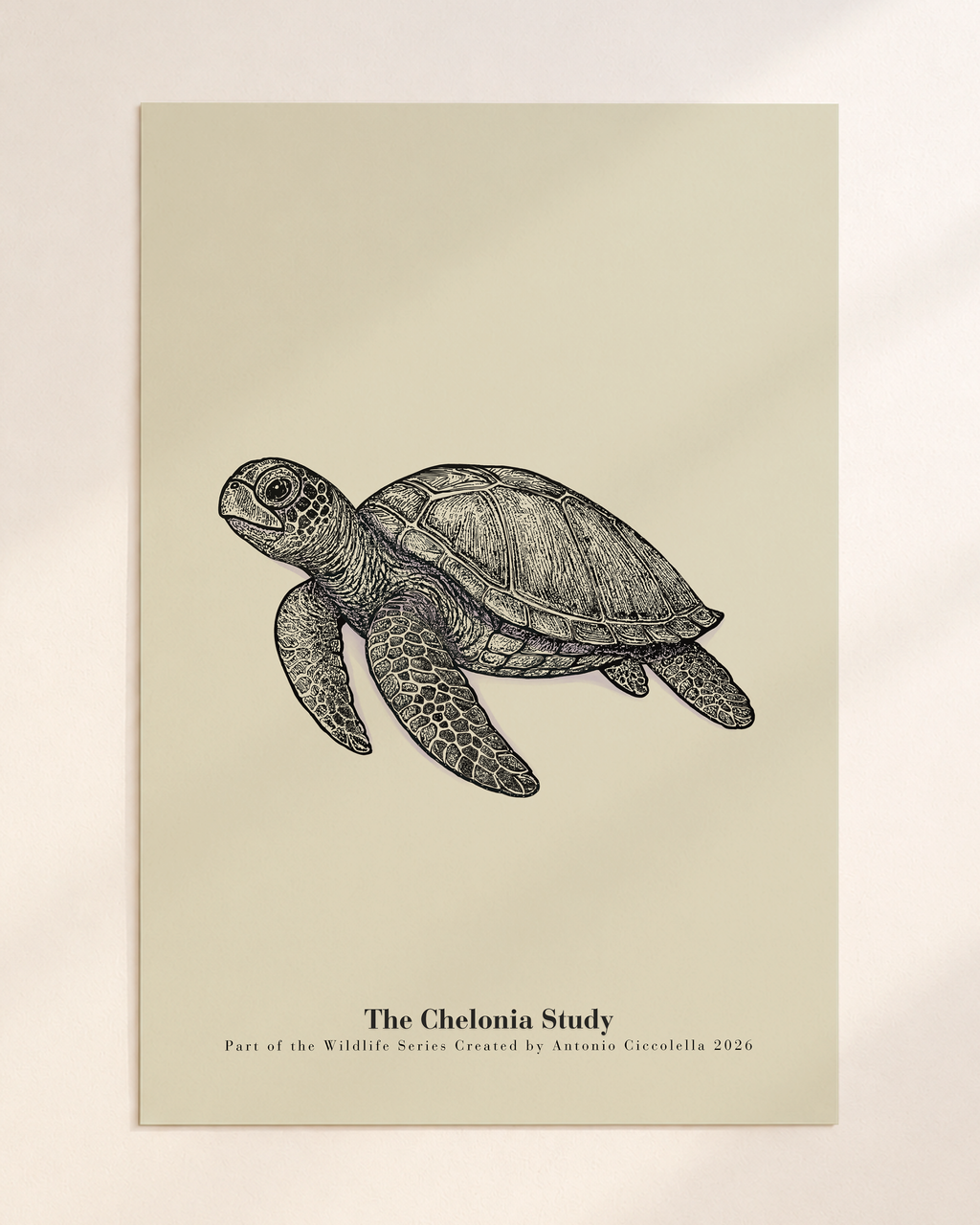 The Chelonia Study | Gallery Paper Sea Turtle Wall Art