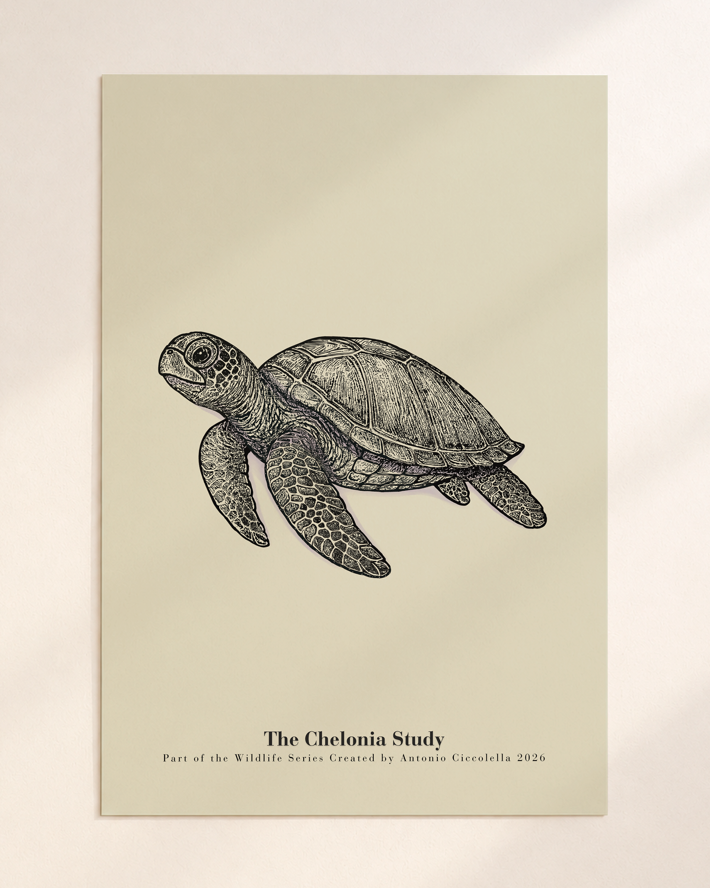 The Chelonia Study | Gallery Paper Sea Turtle Wall Art