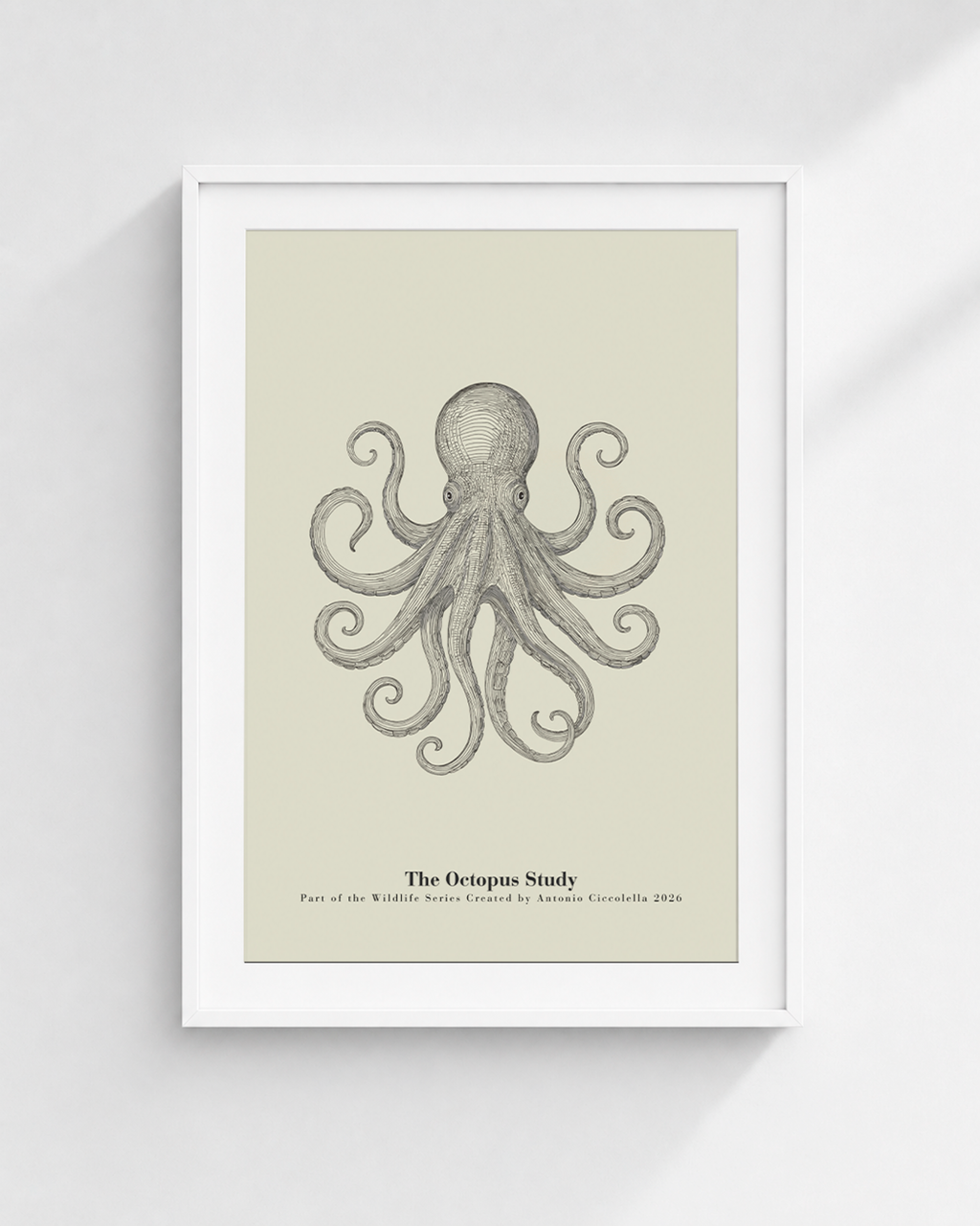 The Octopus Study | Vintage Octopus Fine Art Print