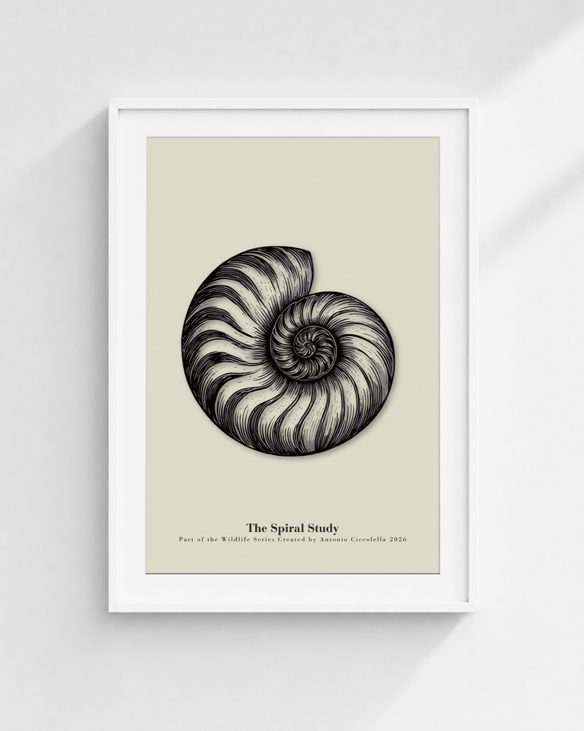 The Spiral Study | Vintage Nautilus Shell Fine Art Print