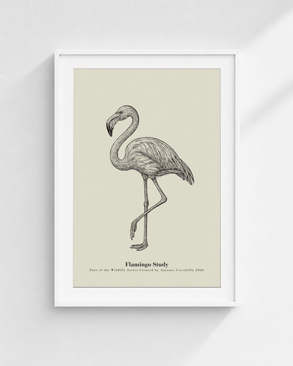 Flamingo Study | Vintage Flamingo Fine Art Print