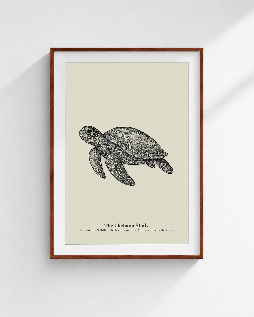 The Chelonia Study | Vintage Sea Turtle Fine Art Print
