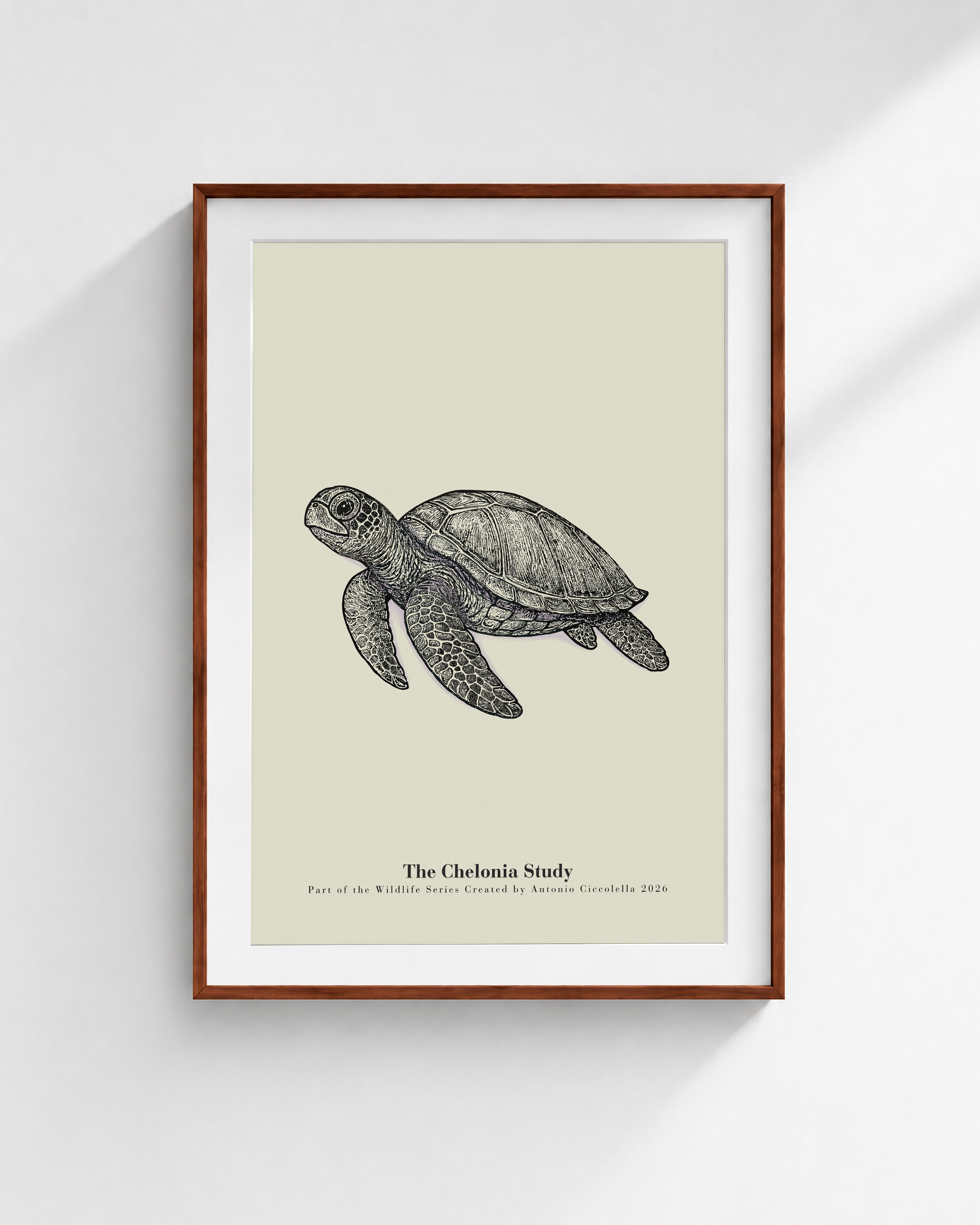 The Chelonia Study | Vintage Sea Turtle Fine Art Print