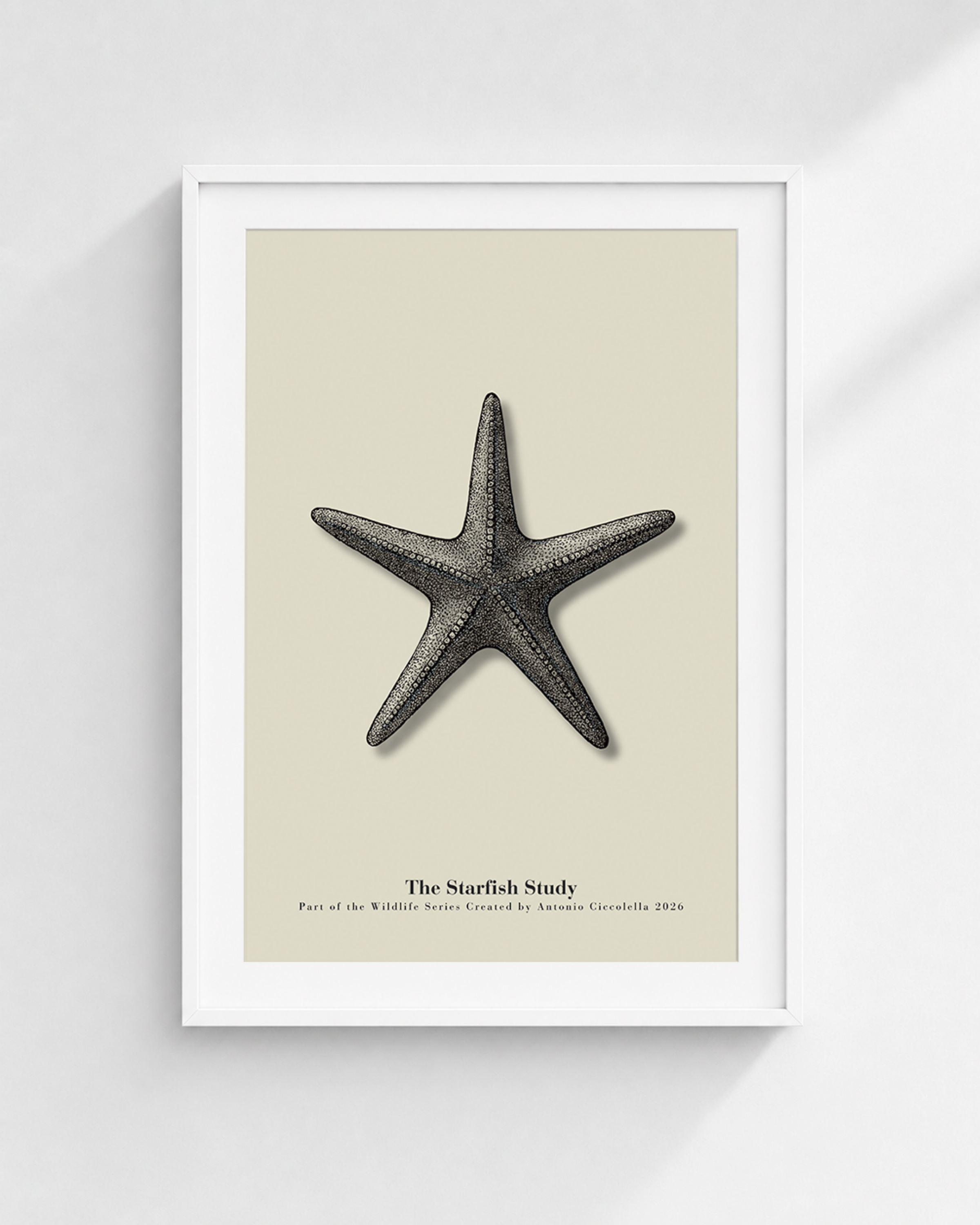 The Starfish Study | Vintage Starfish Fine Art Print