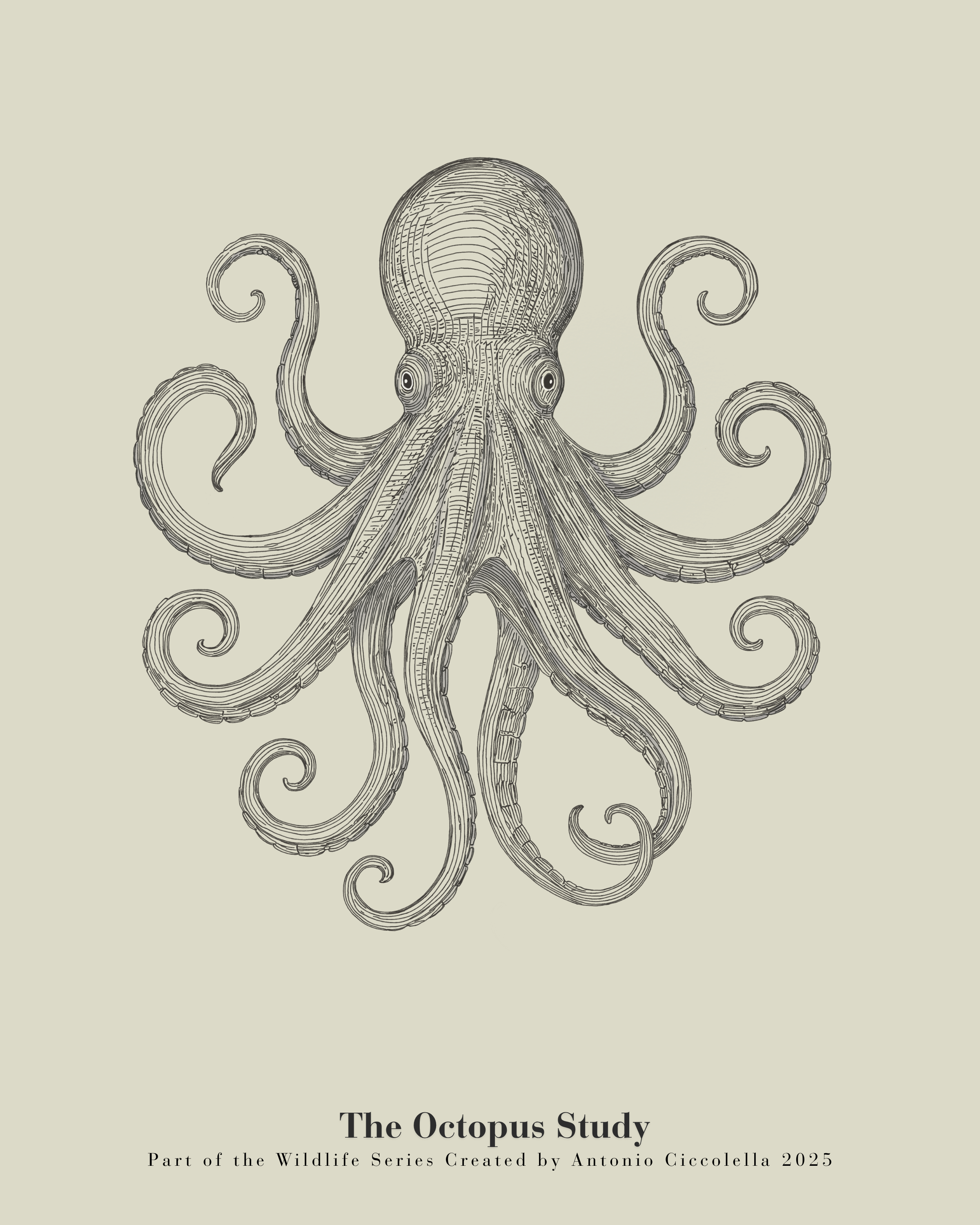 The Octopus Study | Gallery Paper Octopus Wall Art