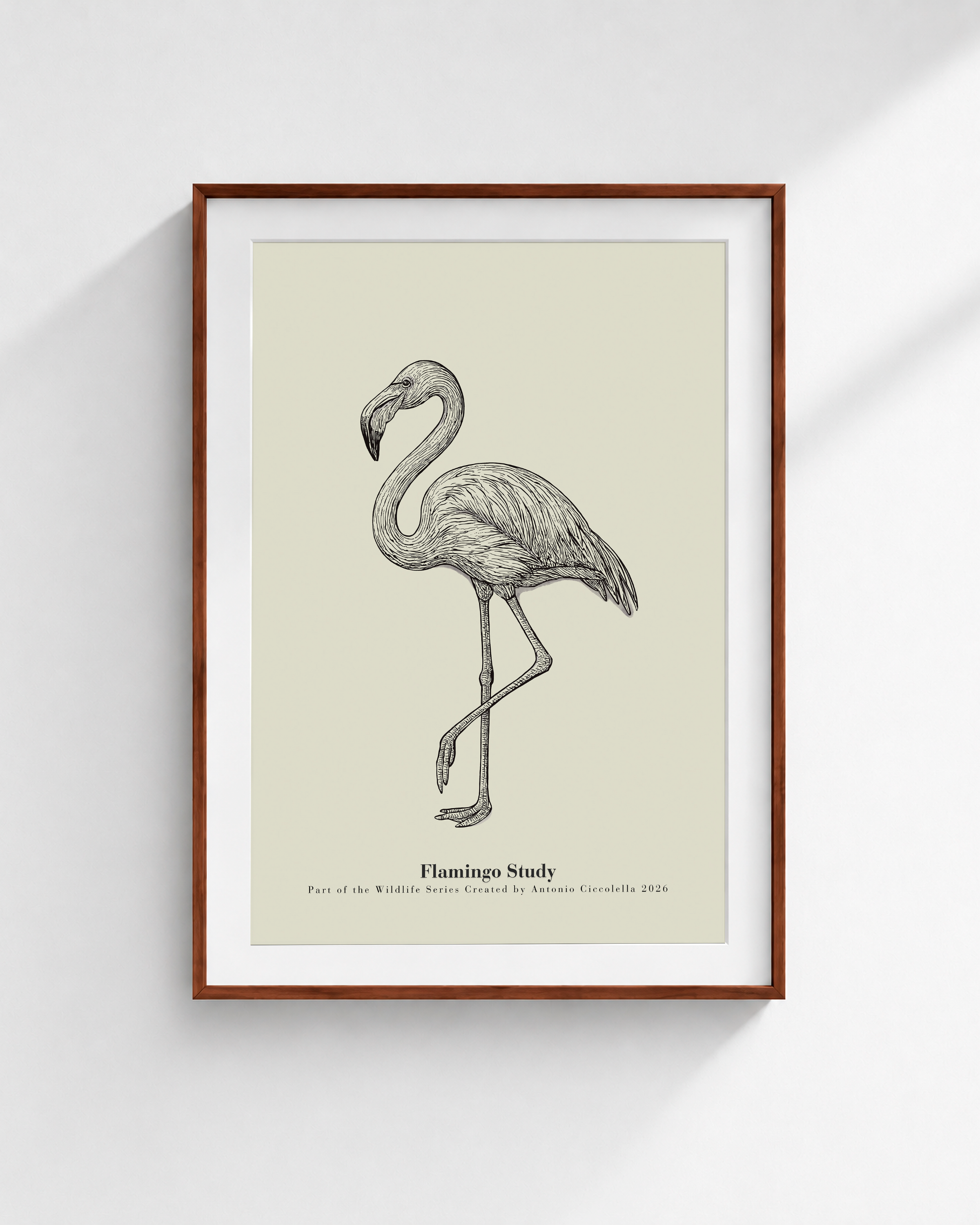 Flamingo Study | Vintage Flamingo Fine Art Print