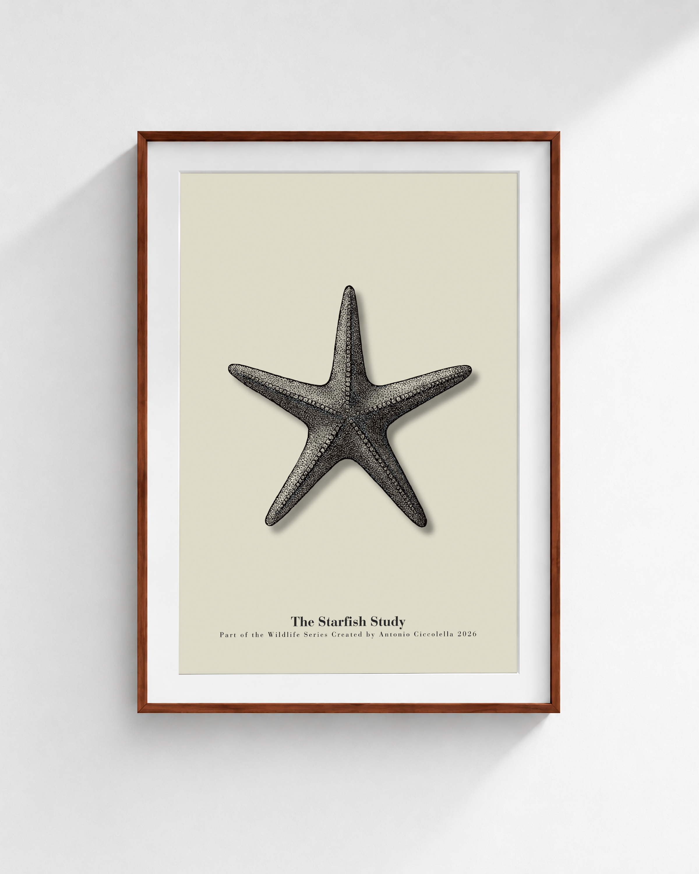 The Starfish Study | Vintage Starfish Fine Art Print